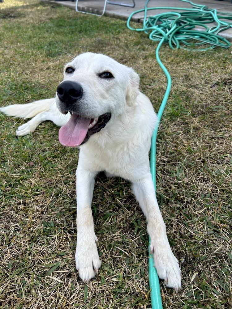 Enlarge Abigralli / Winter, a Adoptable mixed breed in Broomfield, CO image 1/6