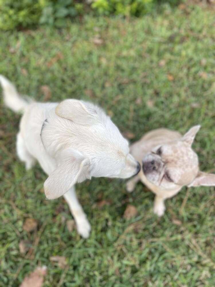 Enlarge Abigralli / Winter, a Adoptable mixed breed in Broomfield, CO image 2/6