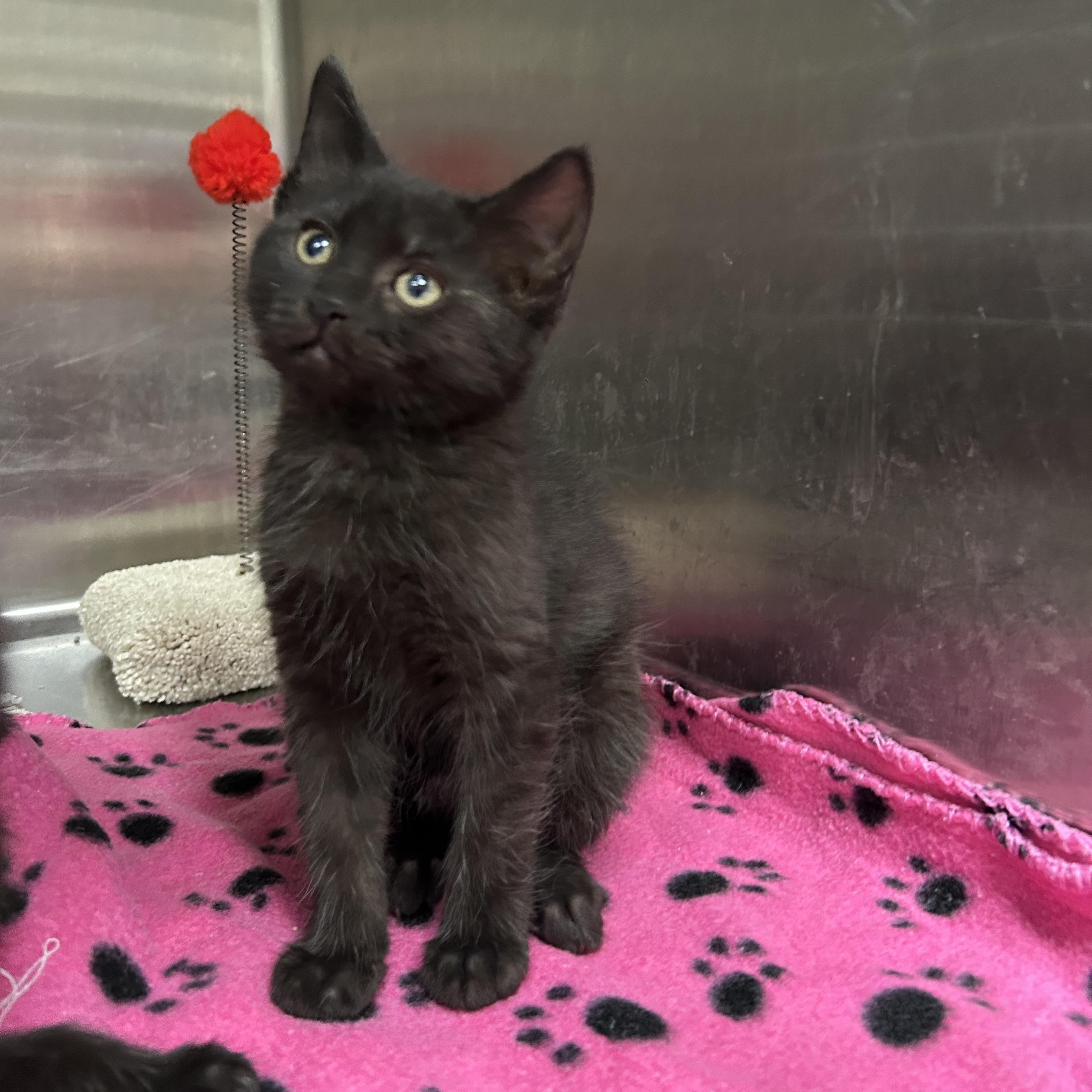 Stormtrooper 3 of 5, adopted, Kitten Female Domestic Short Hair.