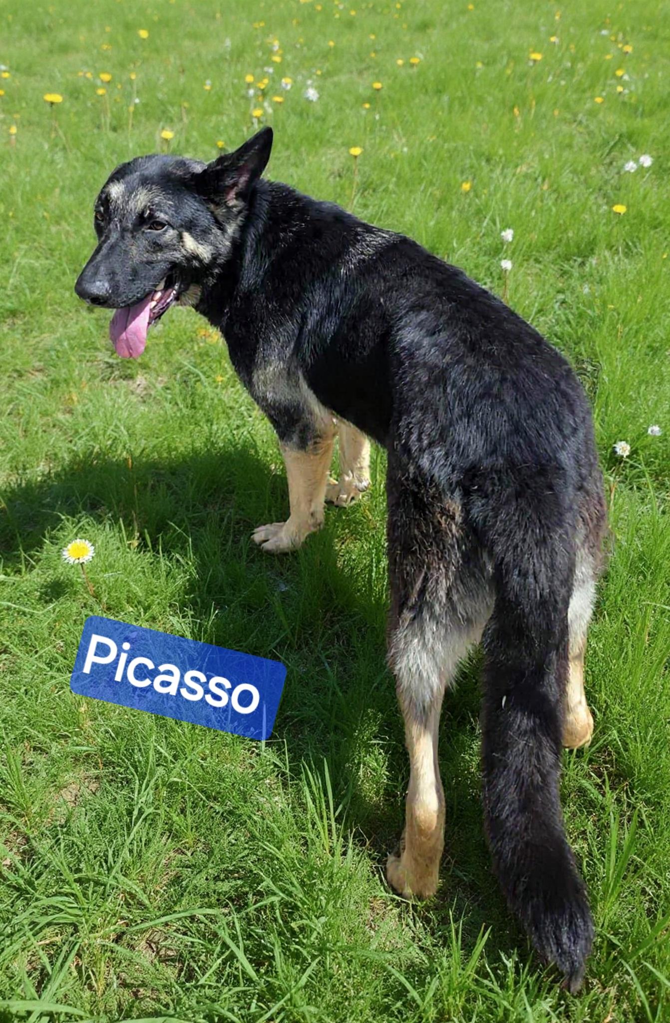 Enlarge Picasso, a ADOPTABLE German Shepherd Dog in Wheelersburg, OH image 2/3