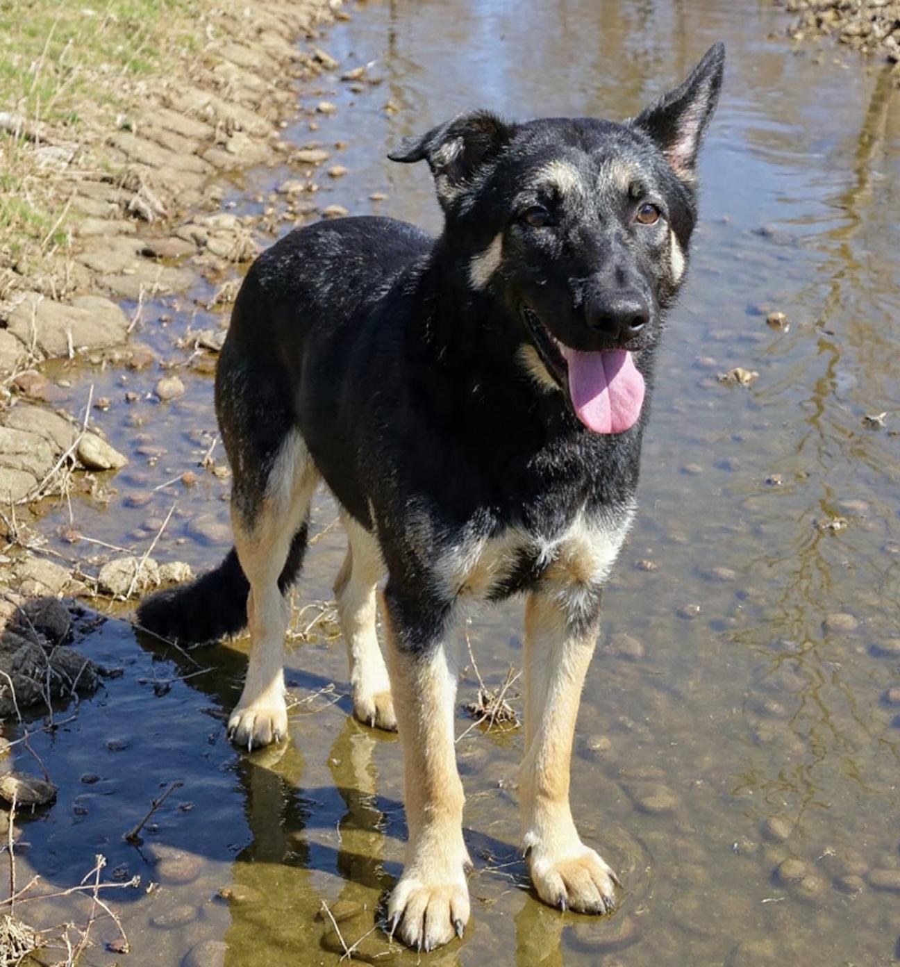 Picasso, ADOPTABLE, Young Male German Shepherd Dog.