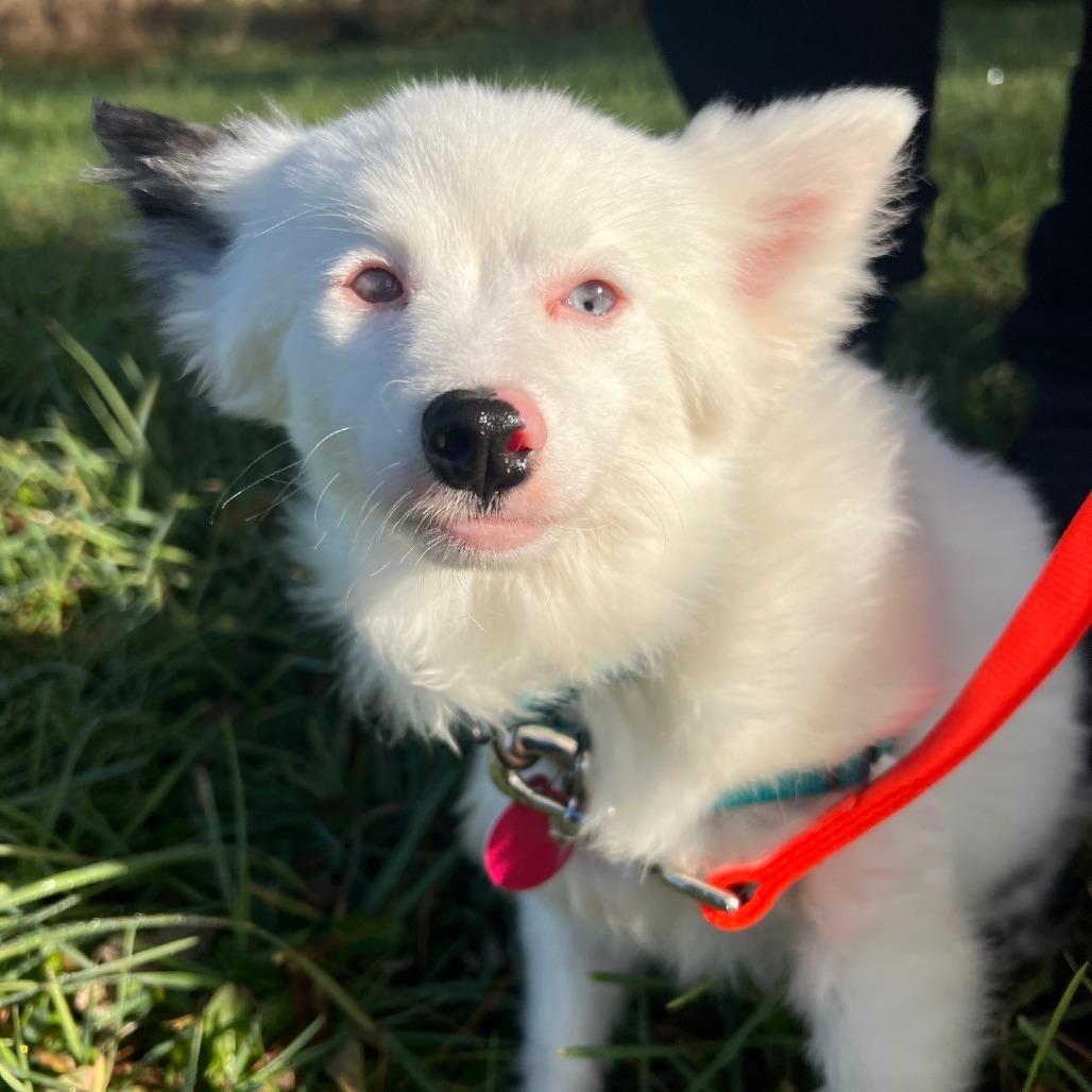Meri, Adoptable, Senior Female Australian Shepherd & Mixed Breed.