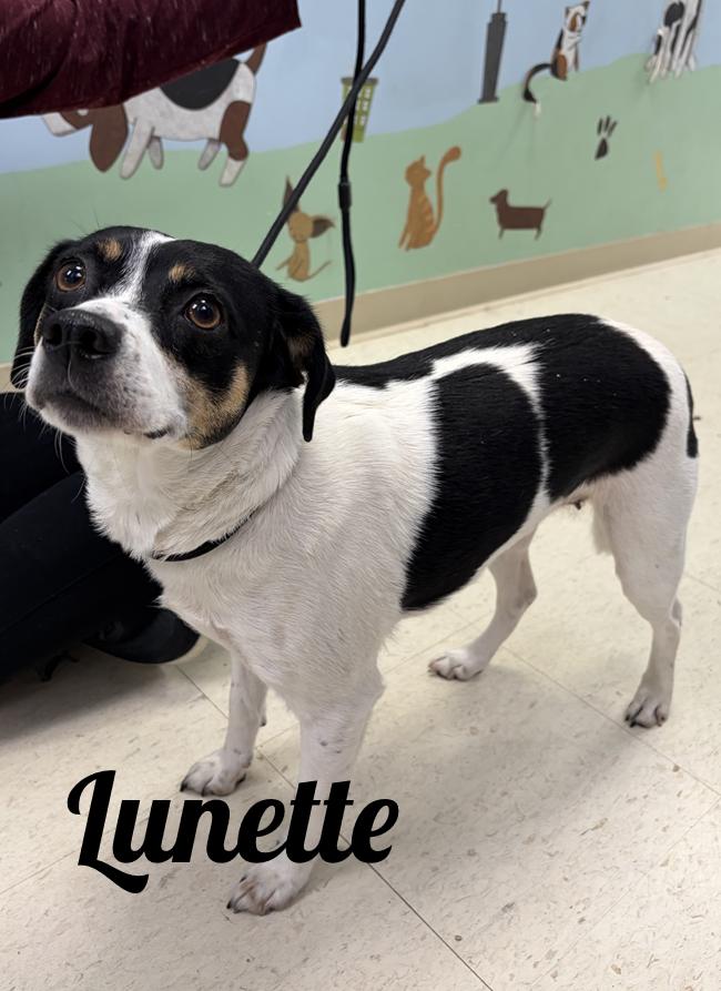 Lunette, adopted, Adult Female Rat Terrier.