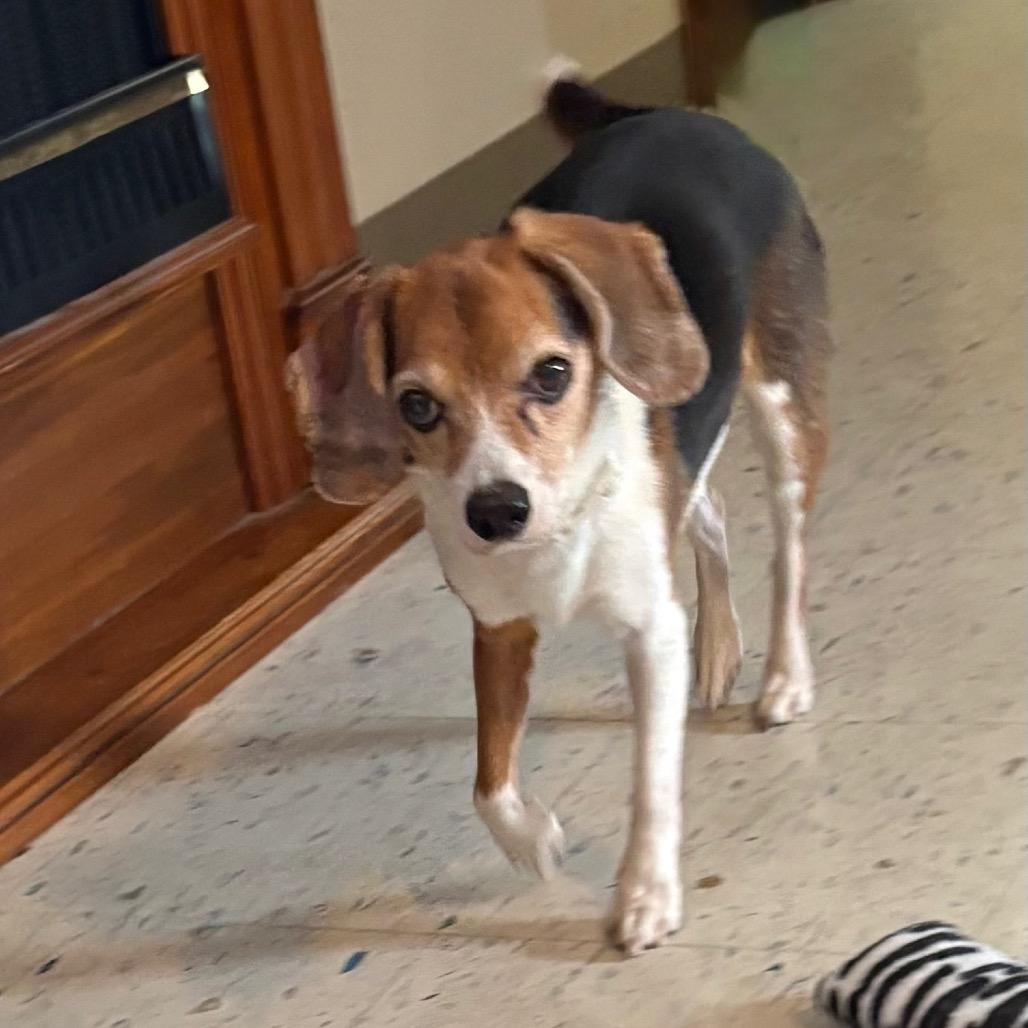 Daisy , an adopted Beagle in Crookston, MN image 2/4