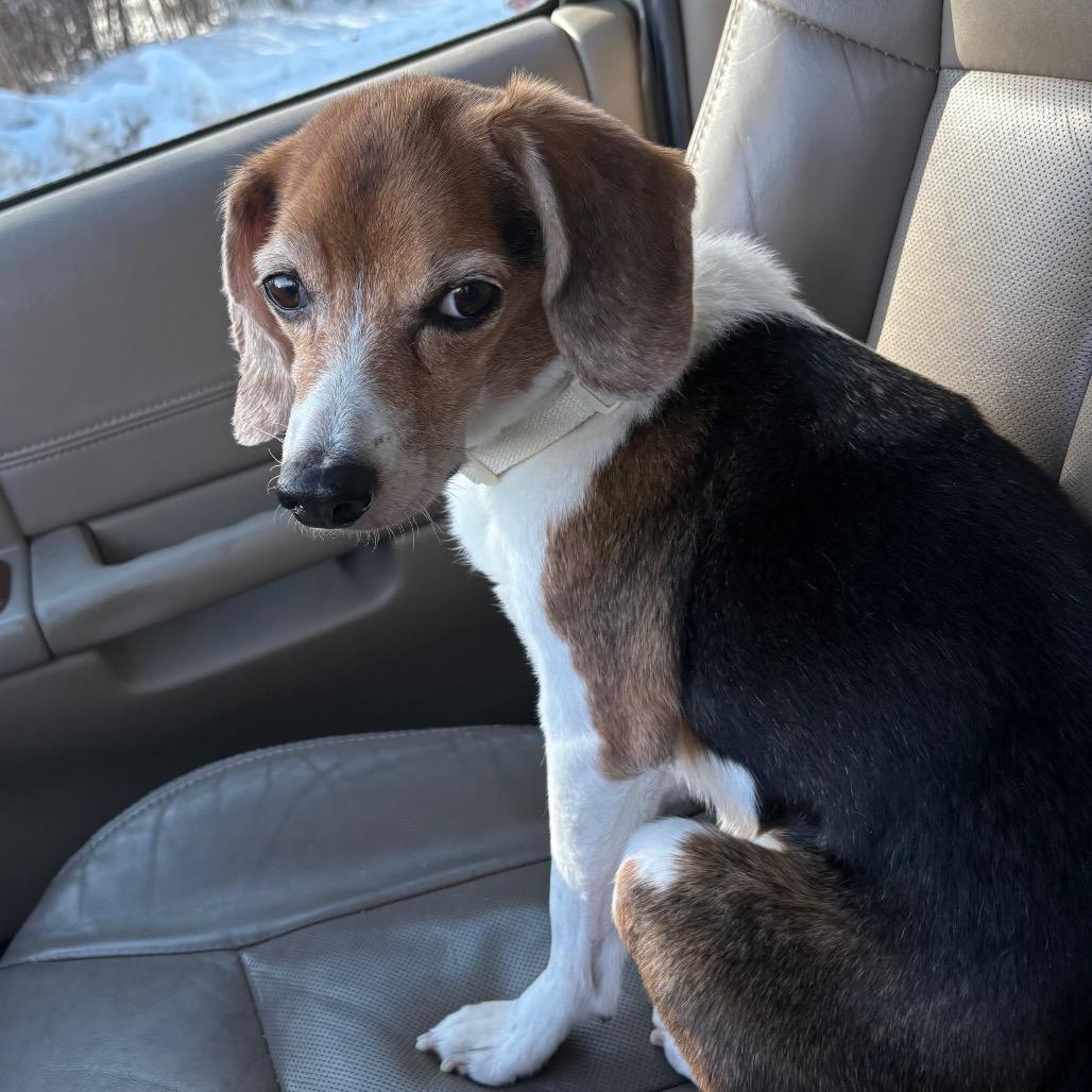 Daisy , an adopted Beagle in Crookston, MN image 1/4