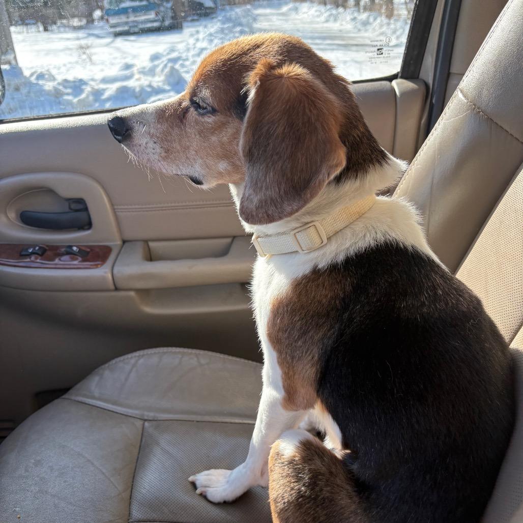 Daisy , an adopted Beagle in Crookston, MN image 4/4