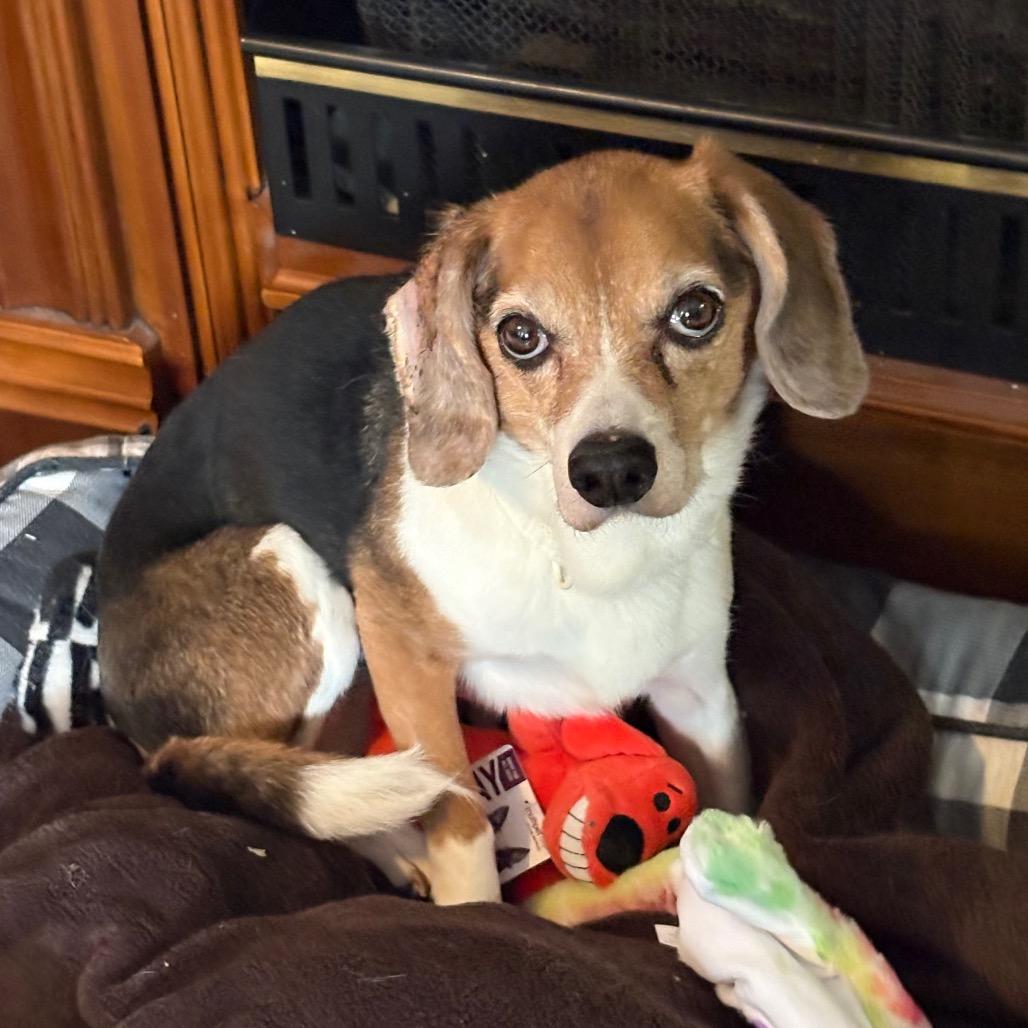 Daisy , an adopted Beagle in Crookston, MN image 3/4