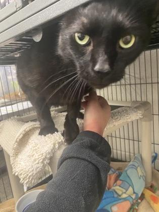 North, Adoptable, Adult Male Domestic Short Hair & Domestic Short Hair.