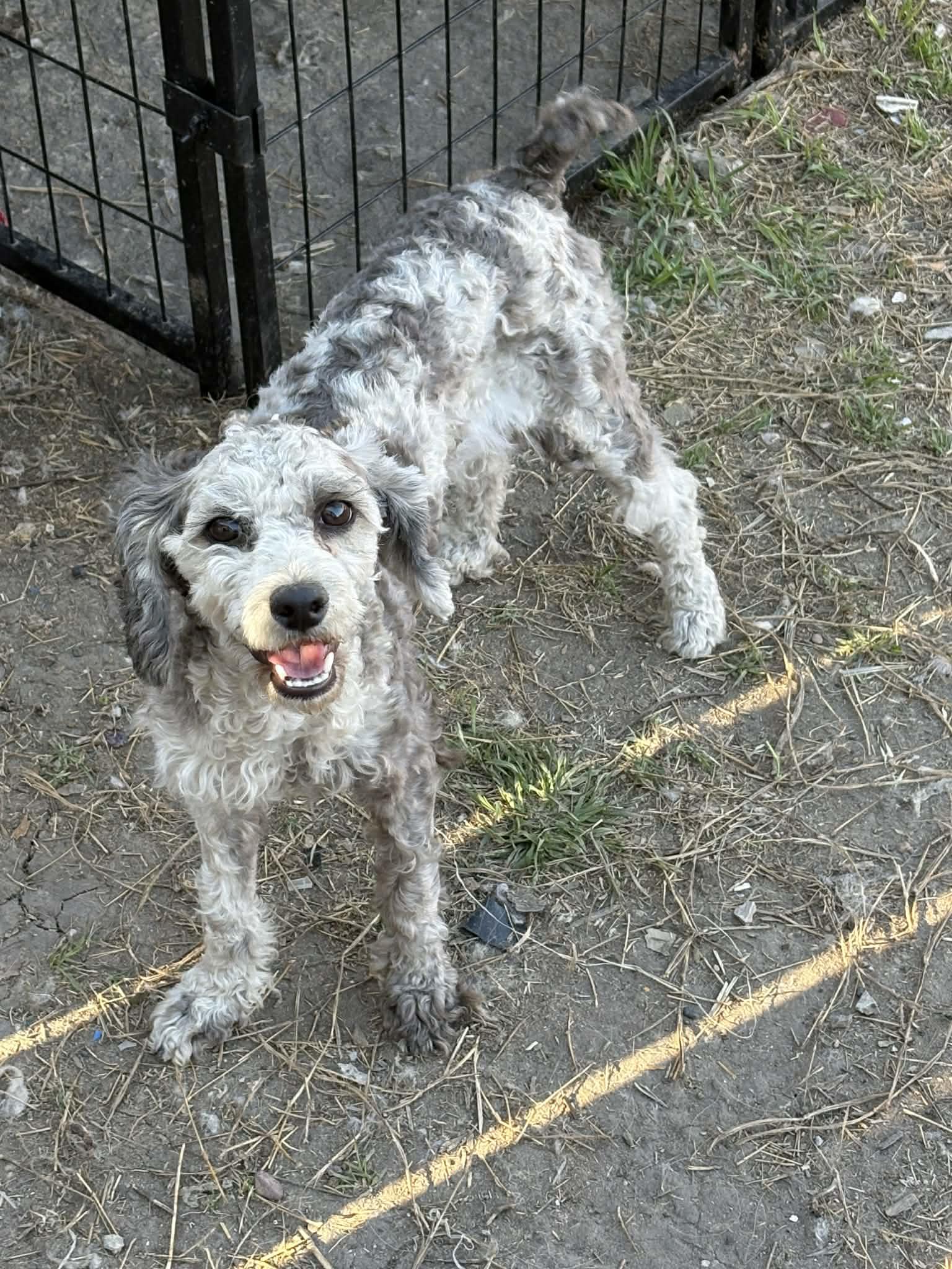 Talulah, ADOPTABLE, Young Female Miniature Poodle.