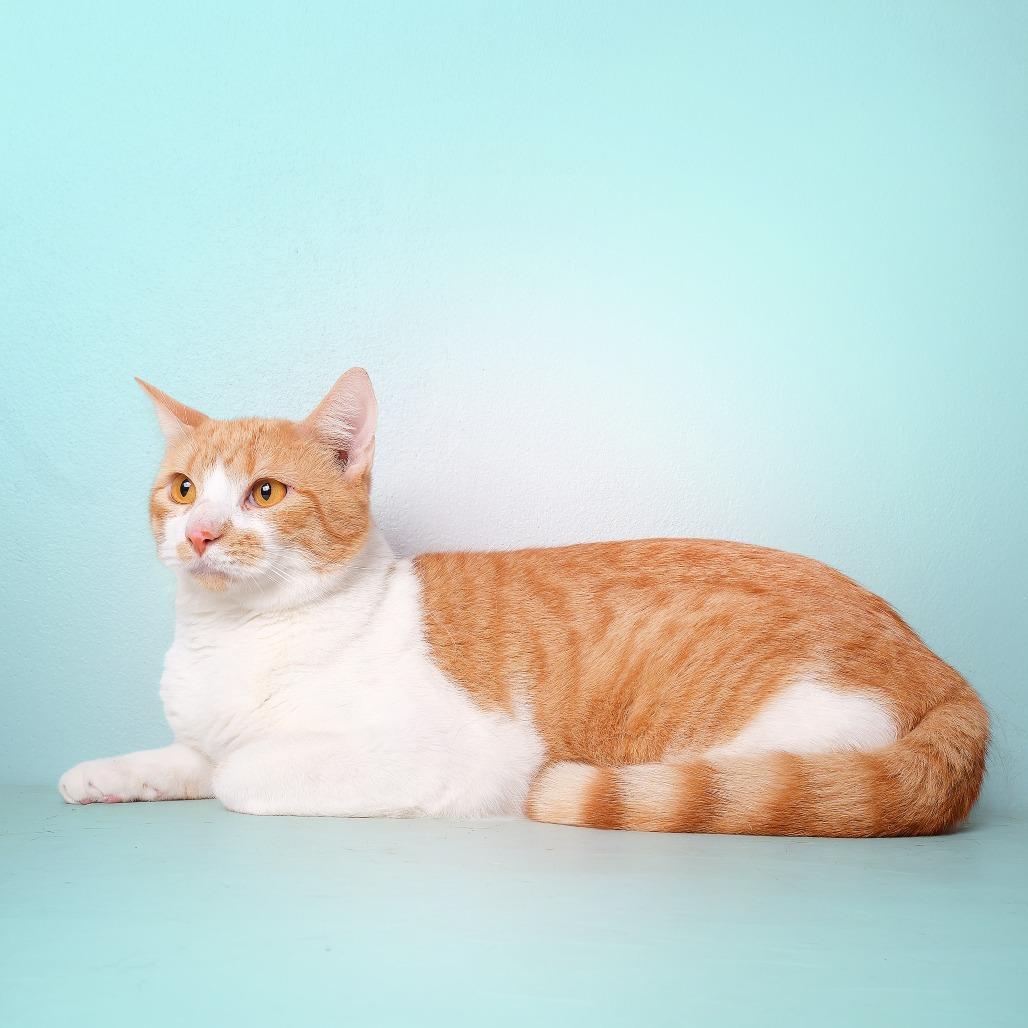 Mirio C, Adoptable, Adult Male Domestic Long Hair.