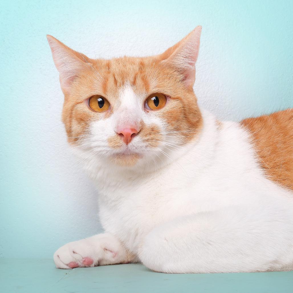 Mirio C, a Adoptable Domestic Long Hair in Guaynabo, PR image 2/3