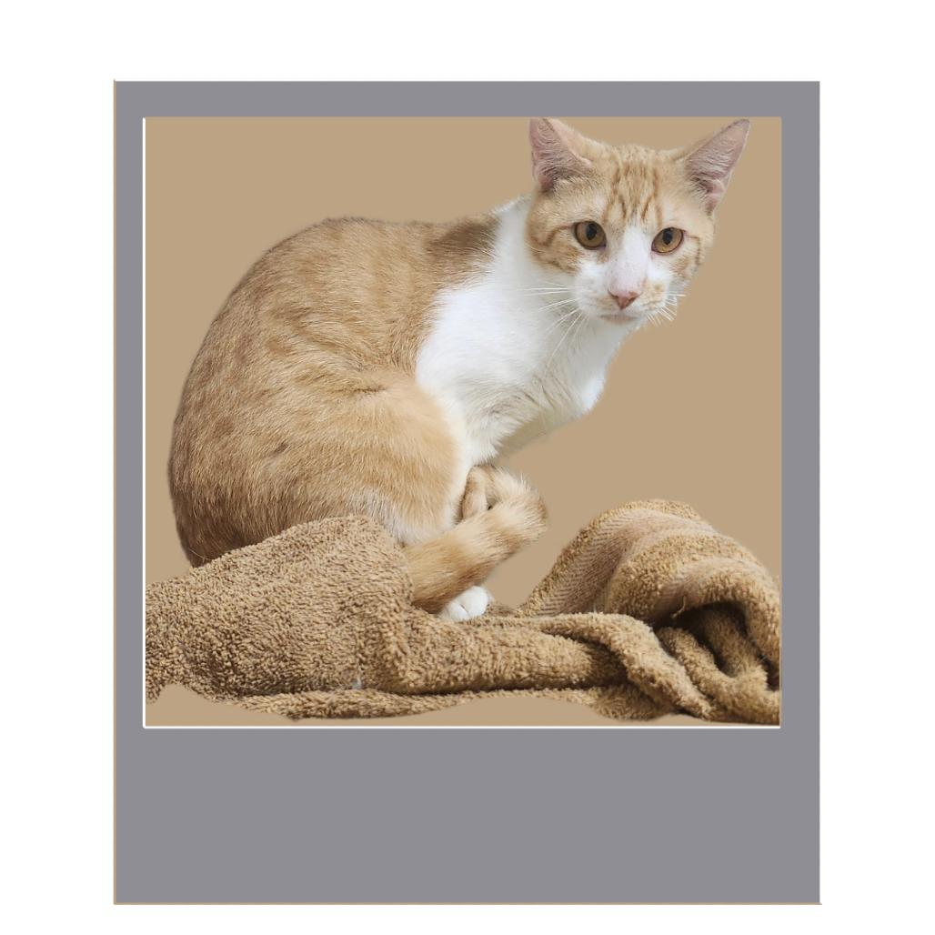 Mirio C, a Adoptable Domestic Long Hair in Guaynabo, PR image 3/3