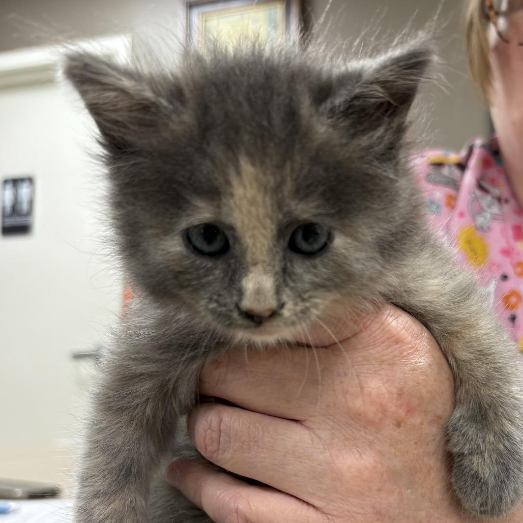 Enlarge Lynt, a Adoptable Domestic Medium Hair in Donalsonville, GA image 1/3