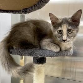 Enlarge Lynt, a Adoptable Domestic Medium Hair in Donalsonville, GA image 2/3
