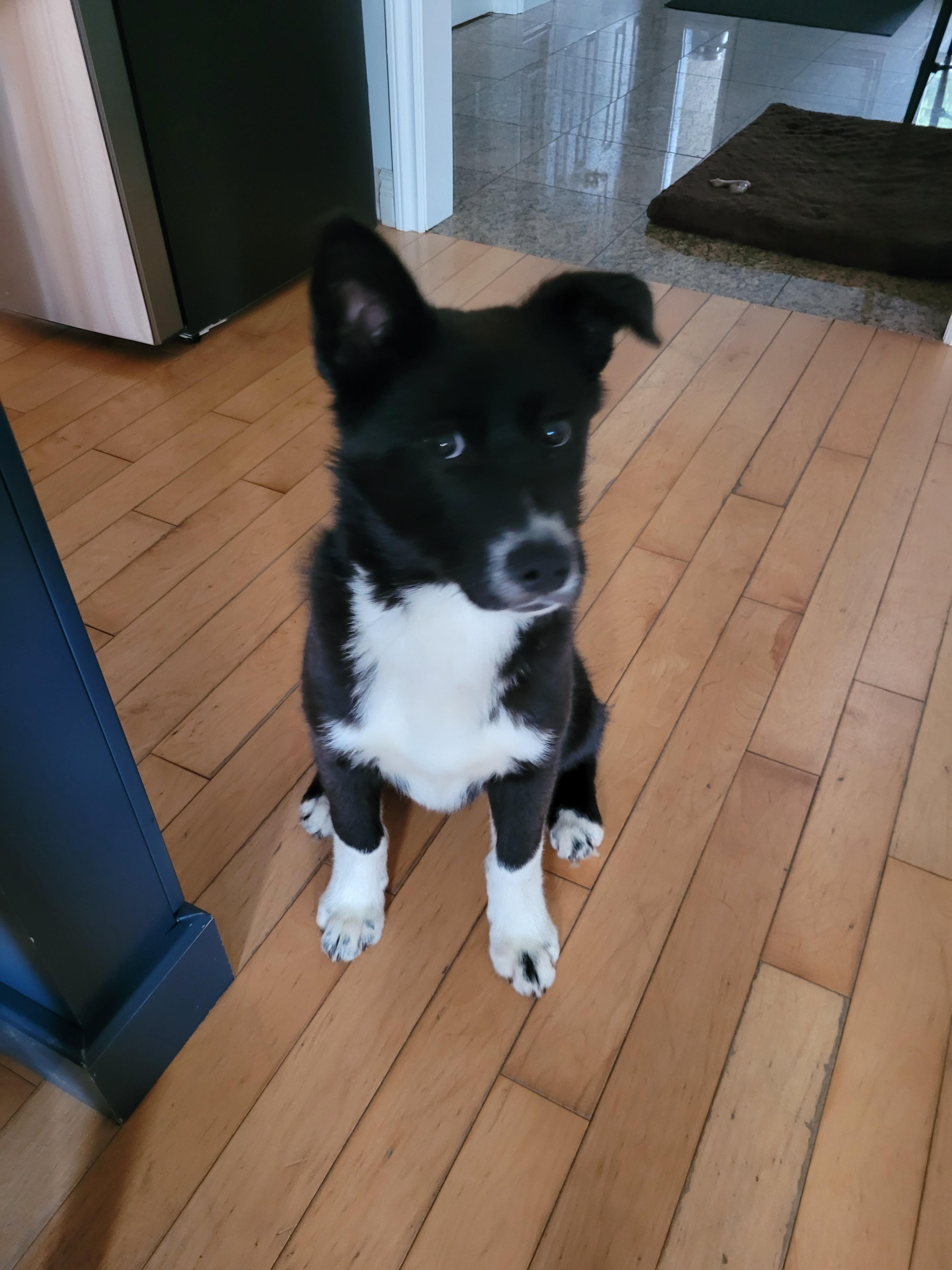 Rocco, an adoptable Husky, German Shepherd Dog in Barrie, ON, L4N 4E1 | Photo Image 1
