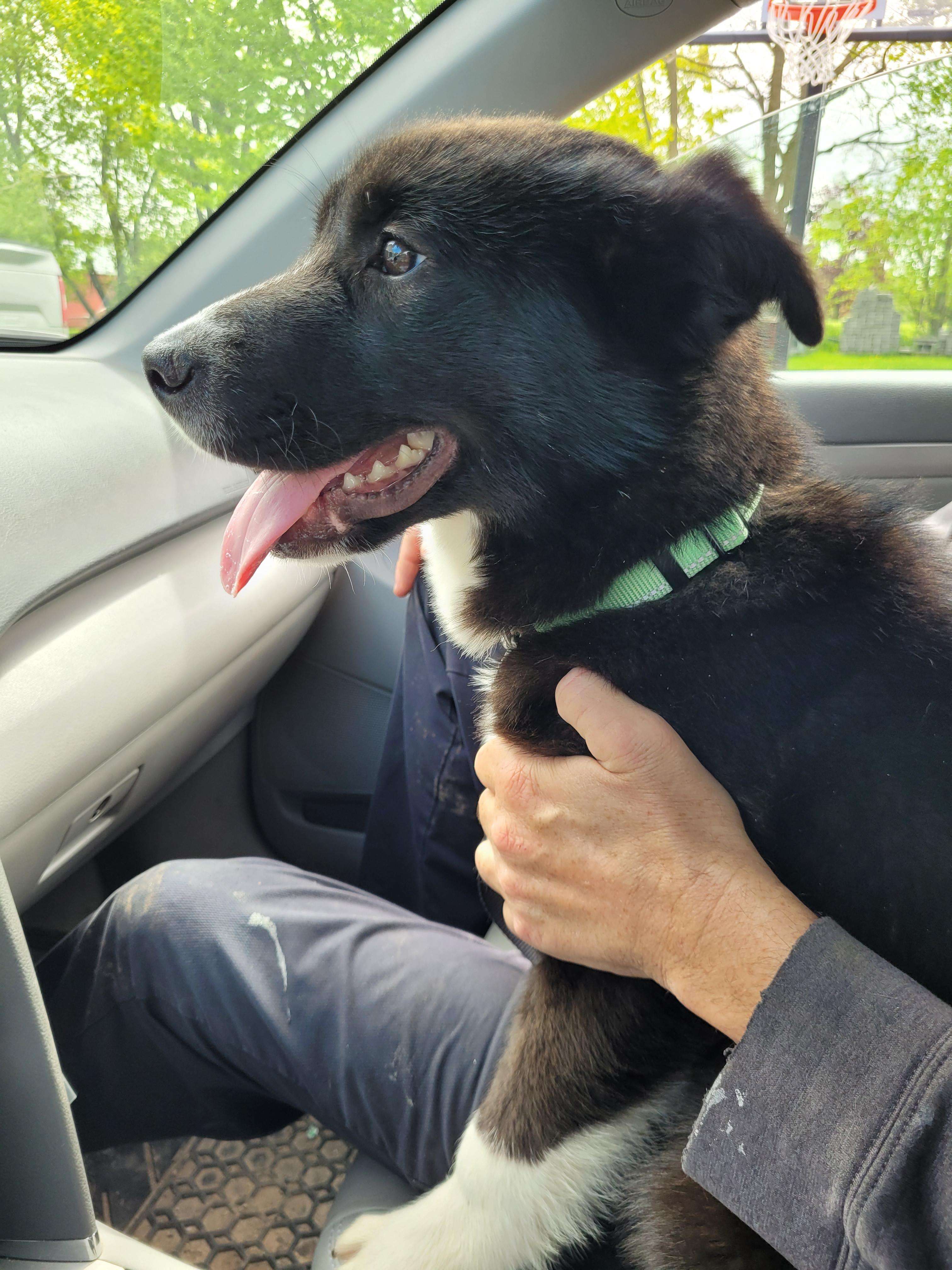 Rocco, an adoptable Husky, German Shepherd Dog in Barrie, ON, L4N 4E1 | Photo Image 4