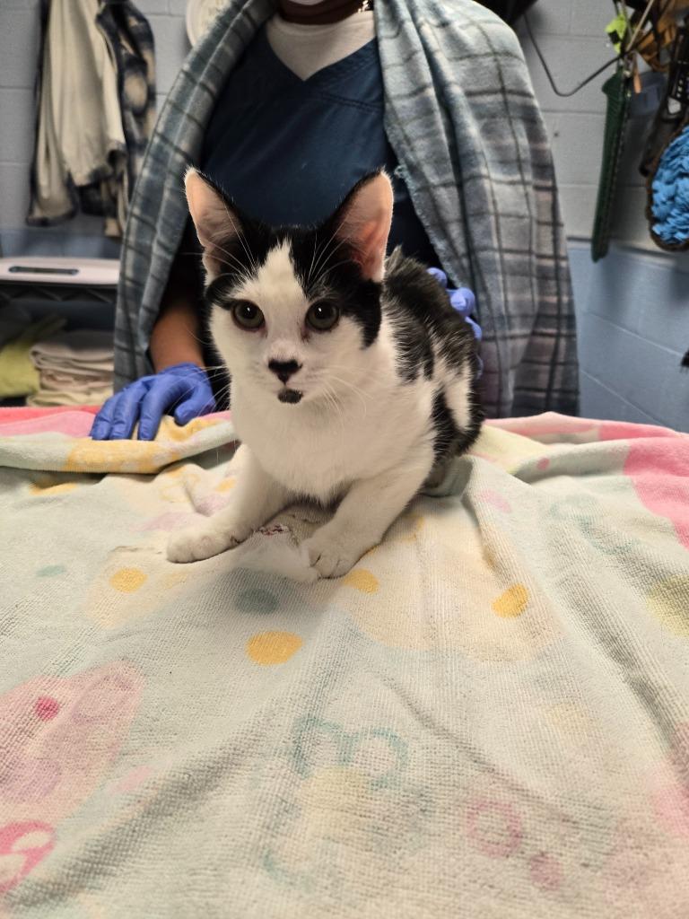 Princess, Adoptable, Young Female Domestic Medium Hair.