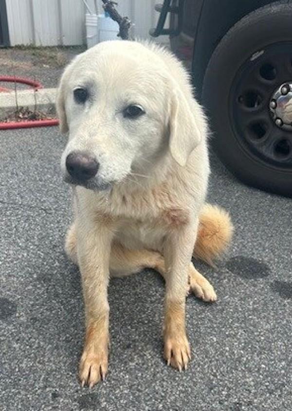 26-02-0477 Tina, Adoptable, Adult Female Great Pyrenees.