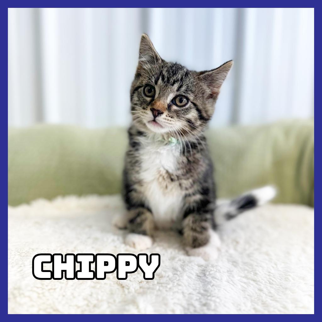 Chippy, Adoptable, Kitten Male Domestic Medium Hair.