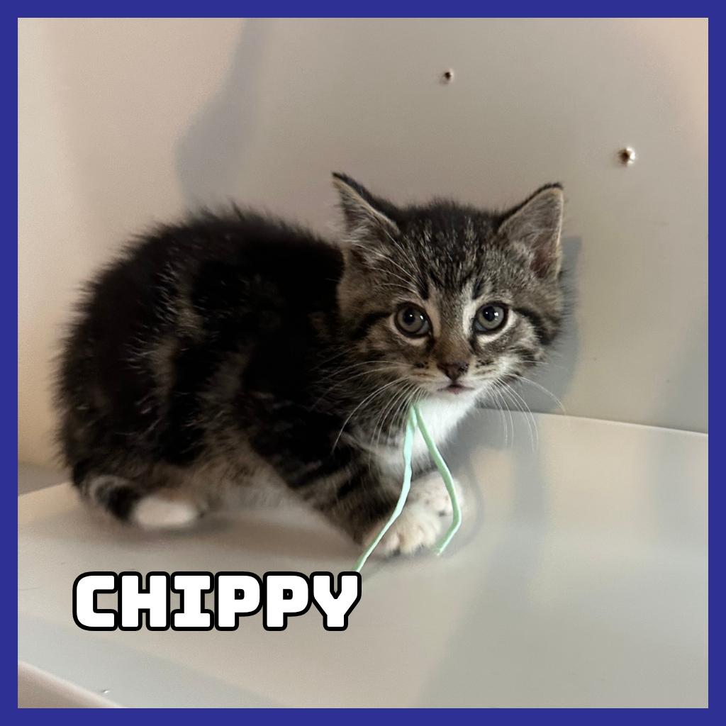 Enlarge Chippy, a Adoptable Domestic Medium Hair in Glenwood, MN image 2/4