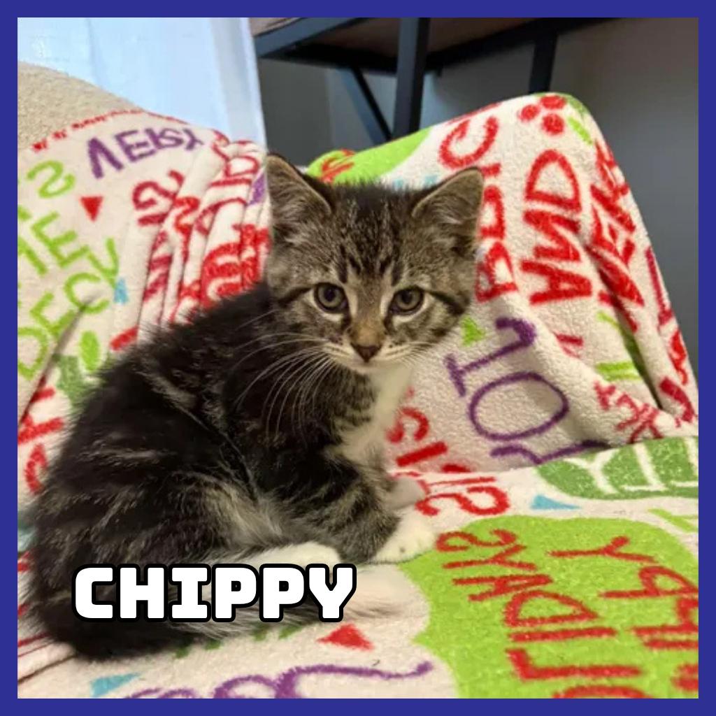 Enlarge Chippy, a Adoptable Domestic Medium Hair in Glenwood, MN image 3/4
