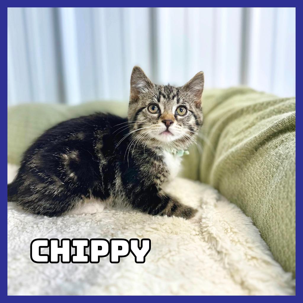 Enlarge Chippy, a Adoptable Domestic Medium Hair in Glenwood, MN image 4/4
