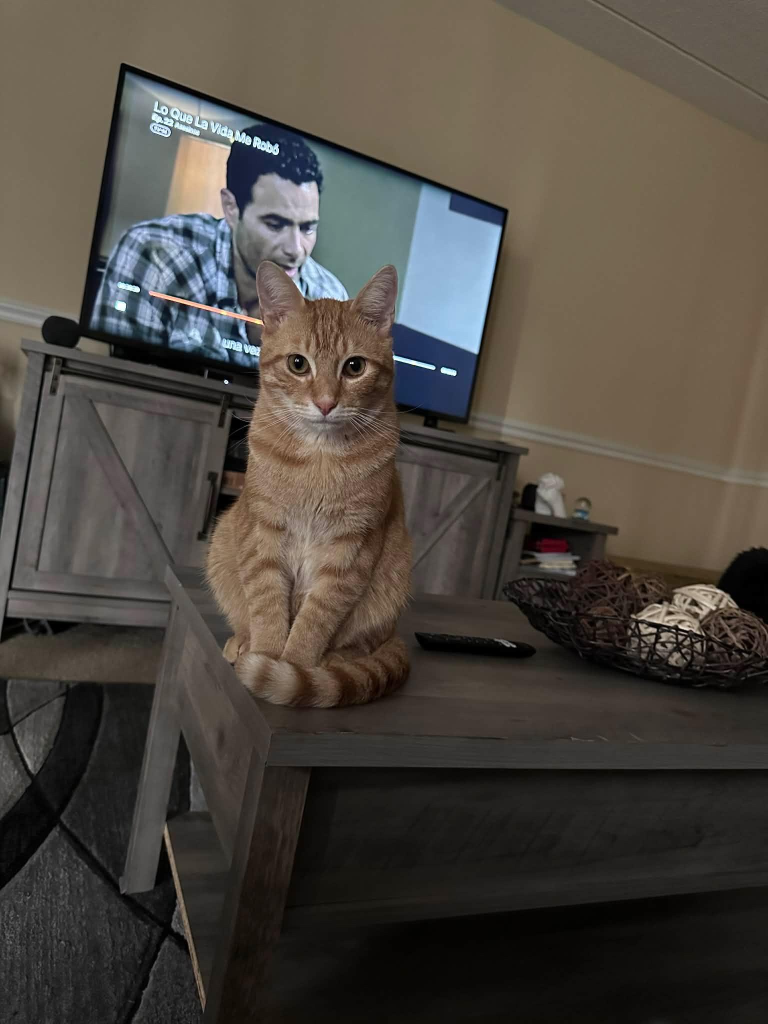 Enlarge Salem & OJ, a Adoptable Domestic Short Hair in Tampa, FL image 5/5