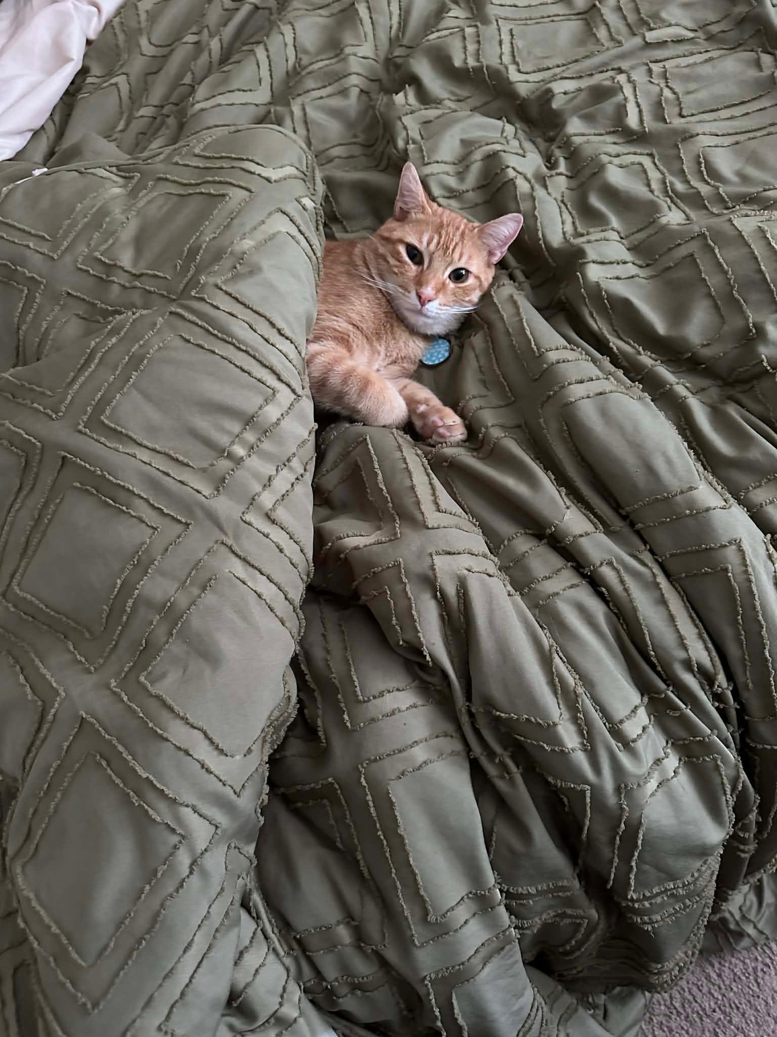 Enlarge Salem & OJ, a Adoptable Domestic Short Hair in Tampa, FL image 3/5