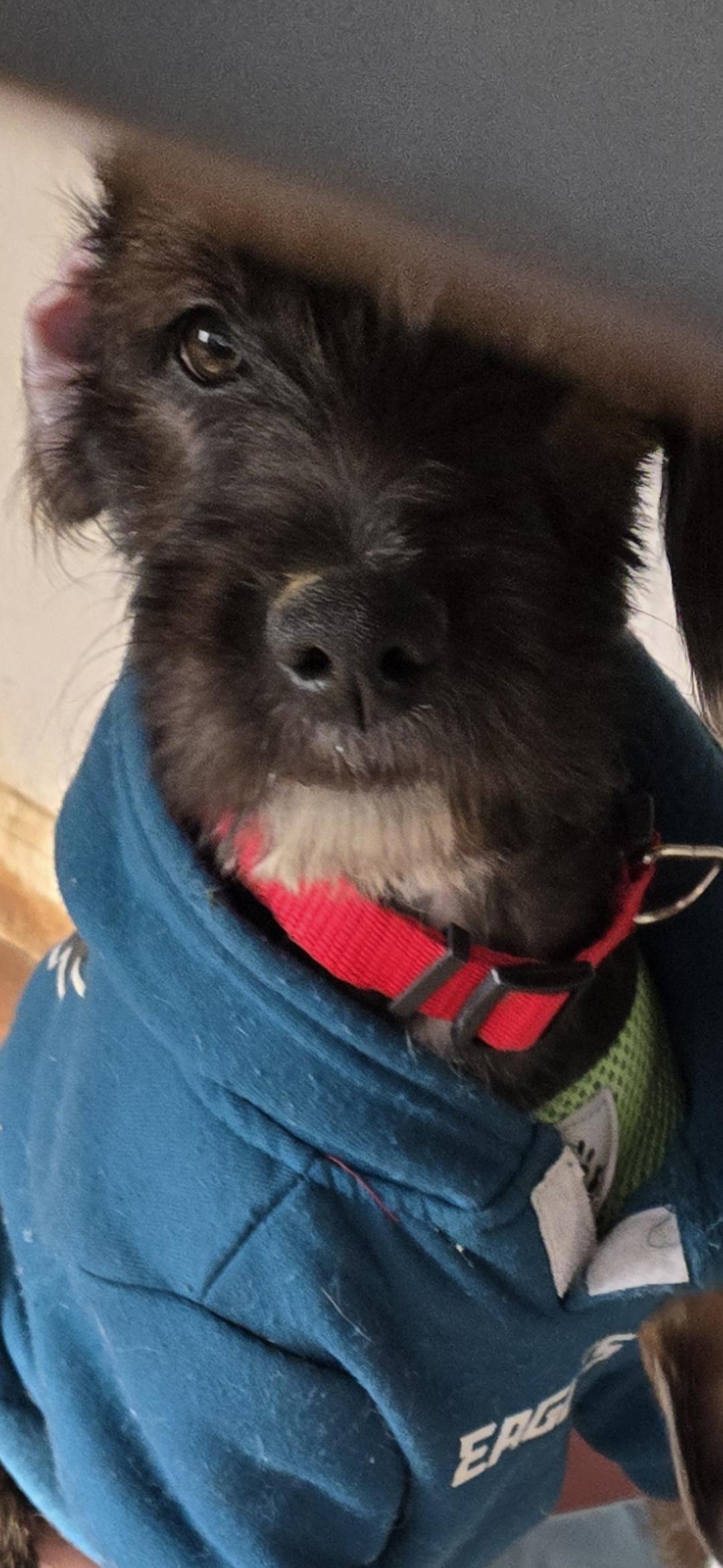 Björn , ADOPTABLE, Puppy Male Schnauzer.