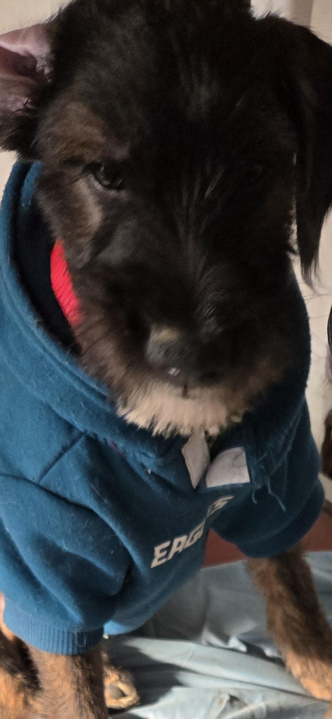 Björn , a ADOPTABLE mixed breed in New York, NY image 3/4