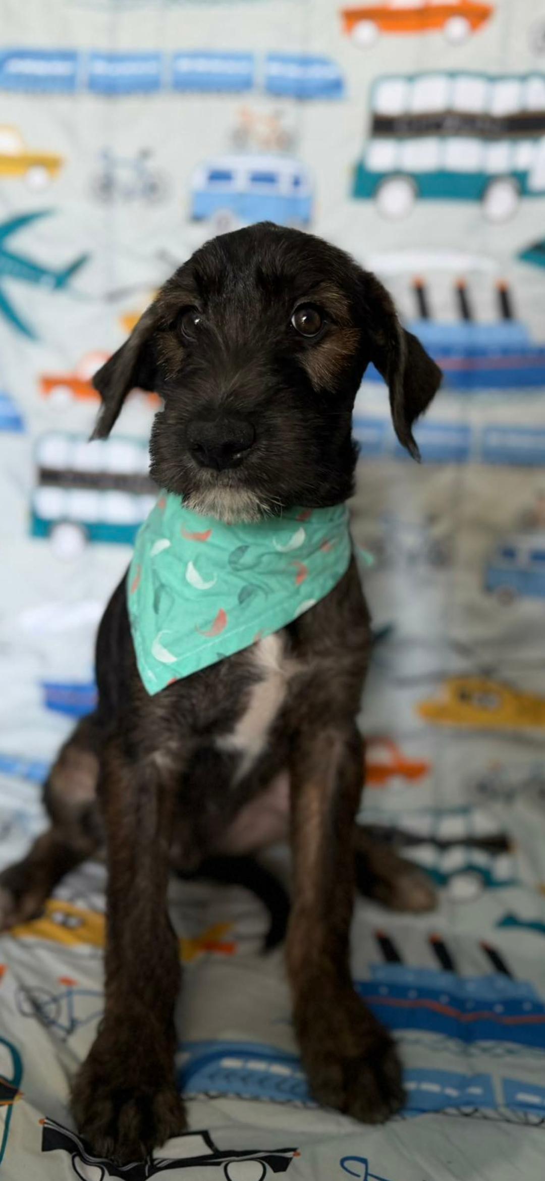 Björn , a ADOPTABLE mixed breed in New York, NY image 2/4