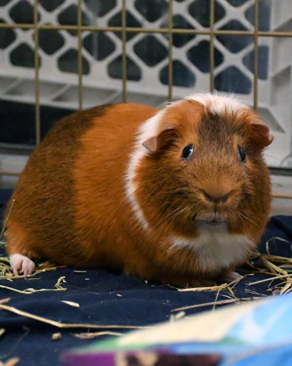 Ban (companion To Man), Adoptable, Adult Male Guinea Pig.