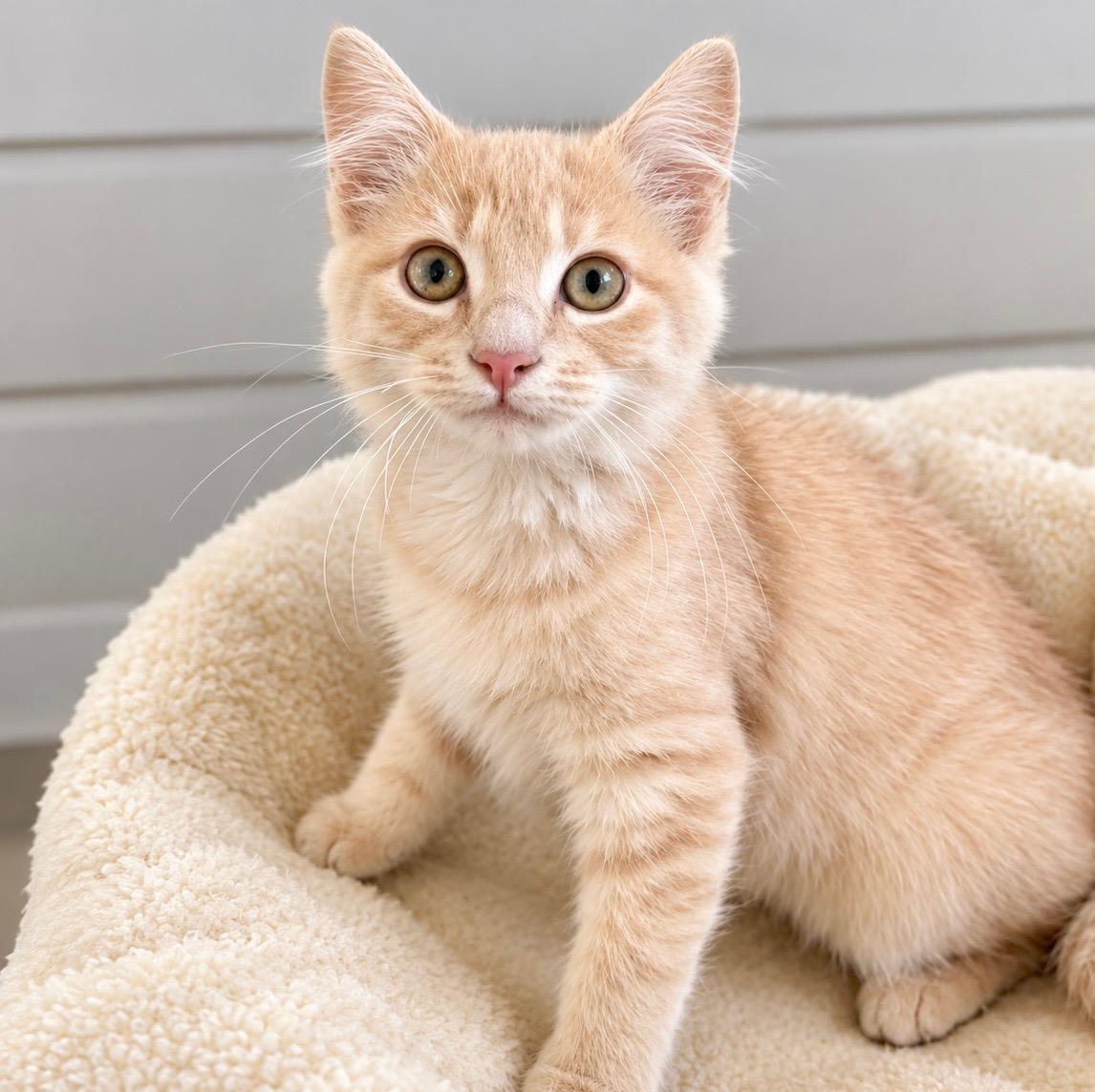 Enlarge Freddie Mercury, a ADOPTABLE mixed breed in Phoenix , AZ image 1/3