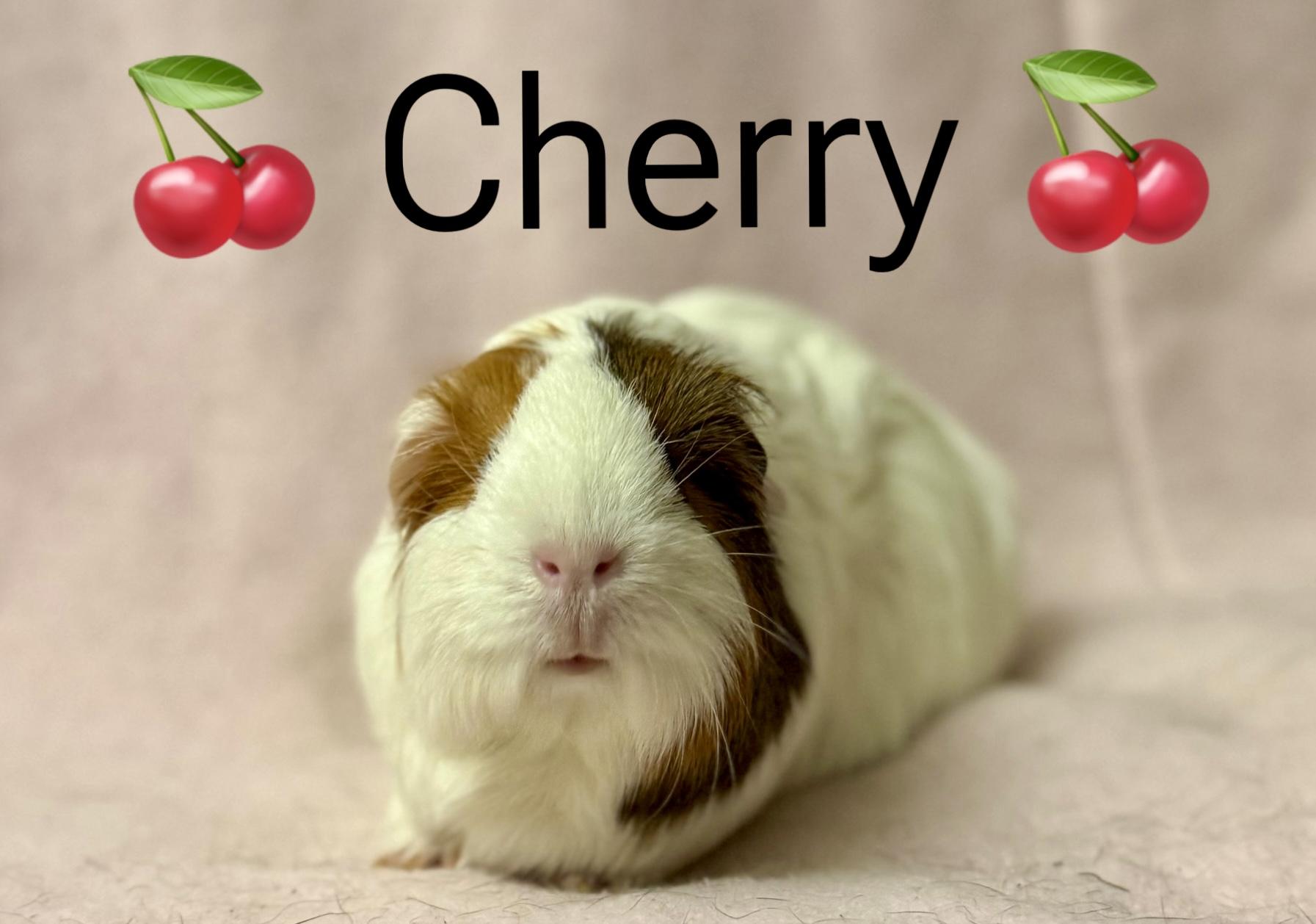 Cherry, ADOPTABLE, Adult Female Short-Haired.