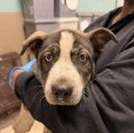 Lilly 60623371, ADOPTABLE, Puppy Female Siberian Husky.