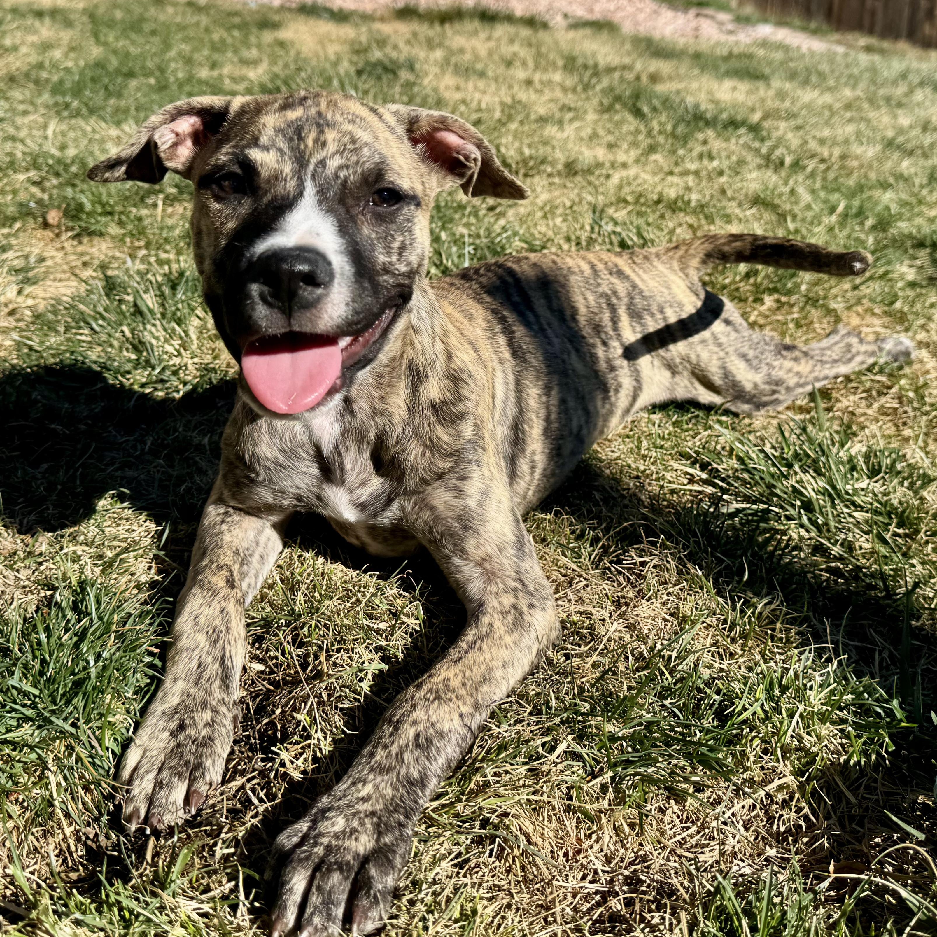 Hurley, an adoptable mixed breed in Littleton, CO image 1/6