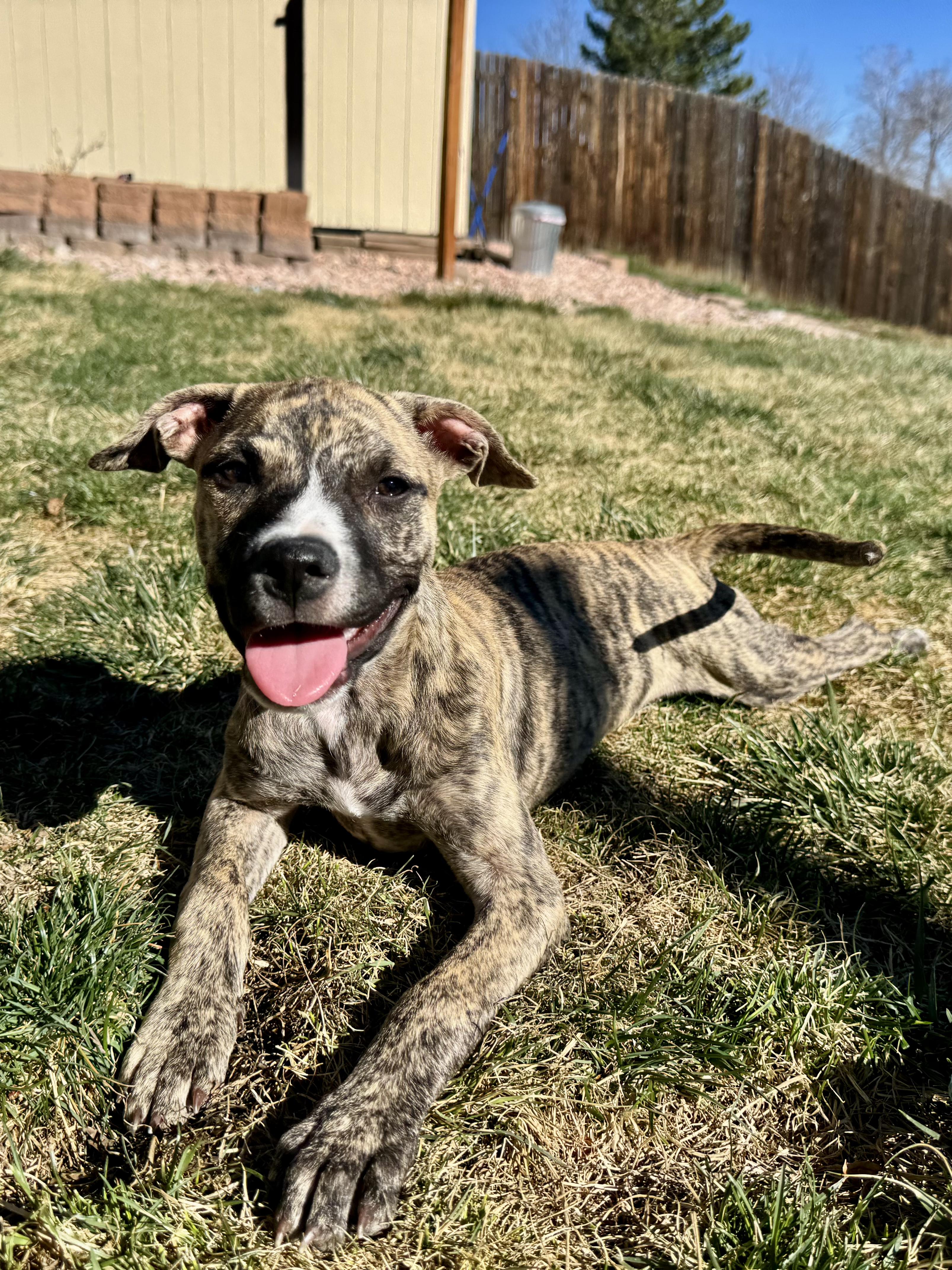 Enlarge Hurley (Brindlinda), an adoptable mixed breed in Littleton, CO image 2/6