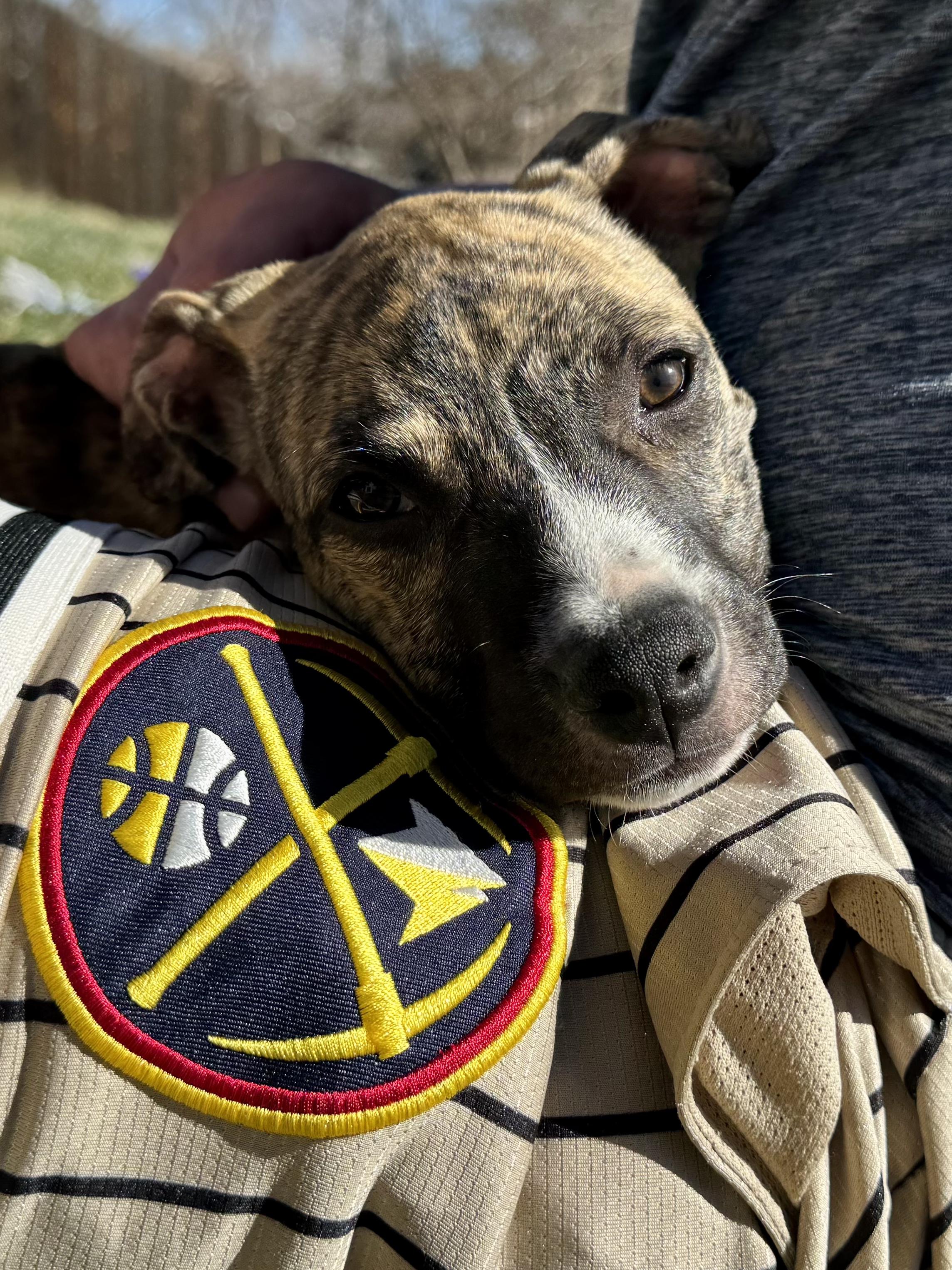 Enlarge Hurley (Brindlinda), an adoptable mixed breed in Littleton, CO image 5/6