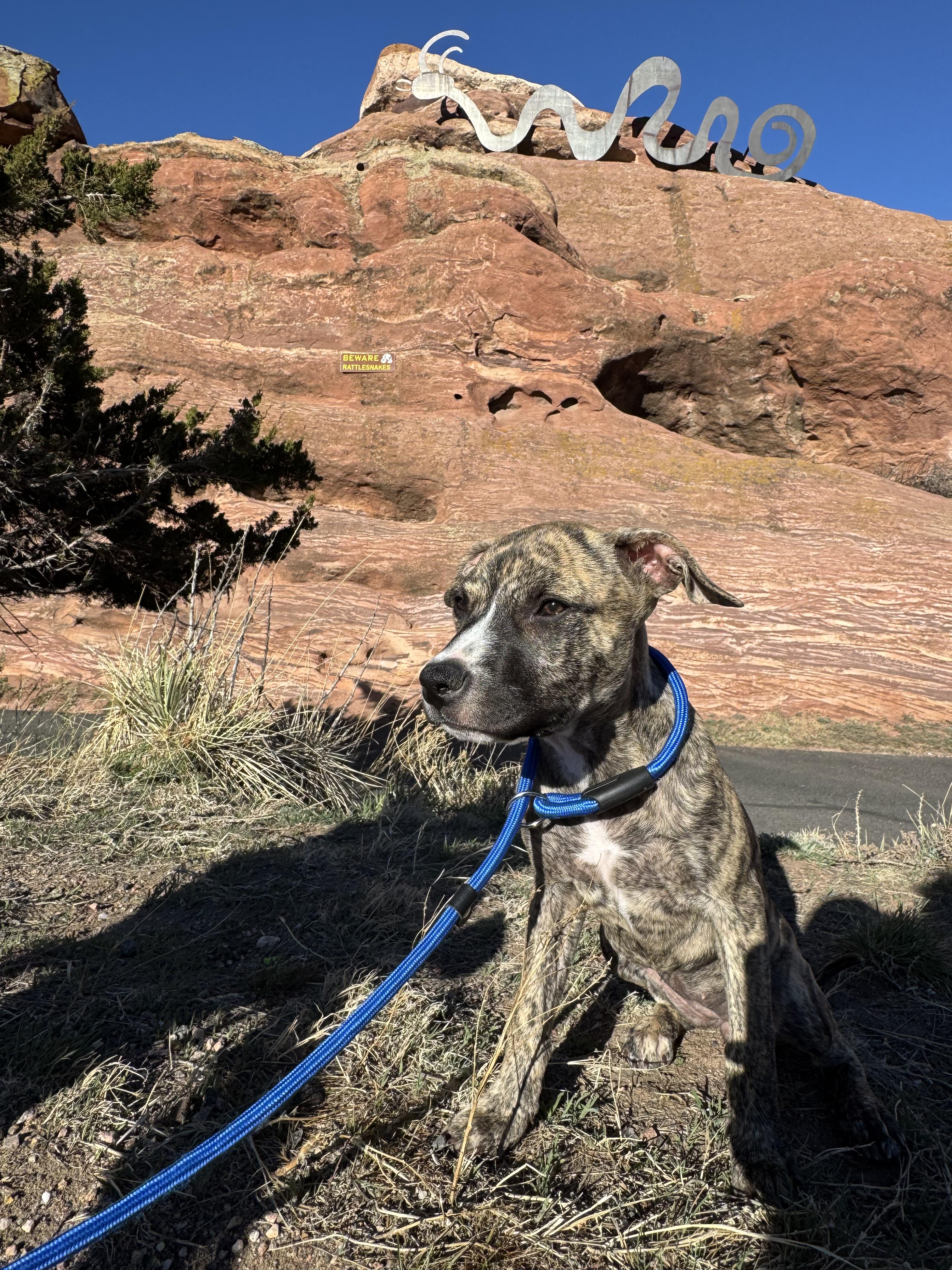 Enlarge Hurley (Brindlinda), an adoptable mixed breed in Littleton, CO image 3/6