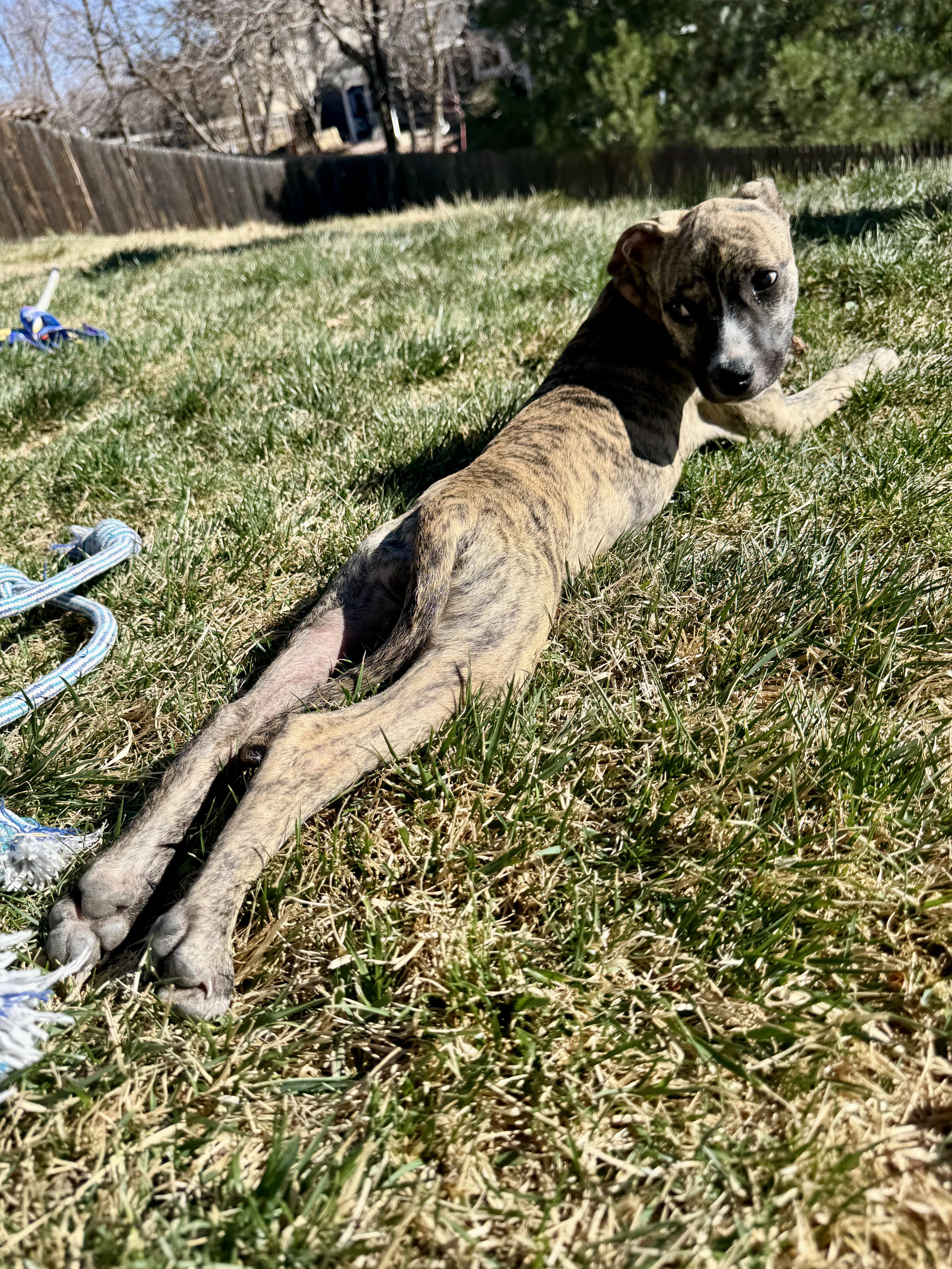 Enlarge Hurley (Brindlinda), an adoptable mixed breed in Littleton, CO image 4/6
