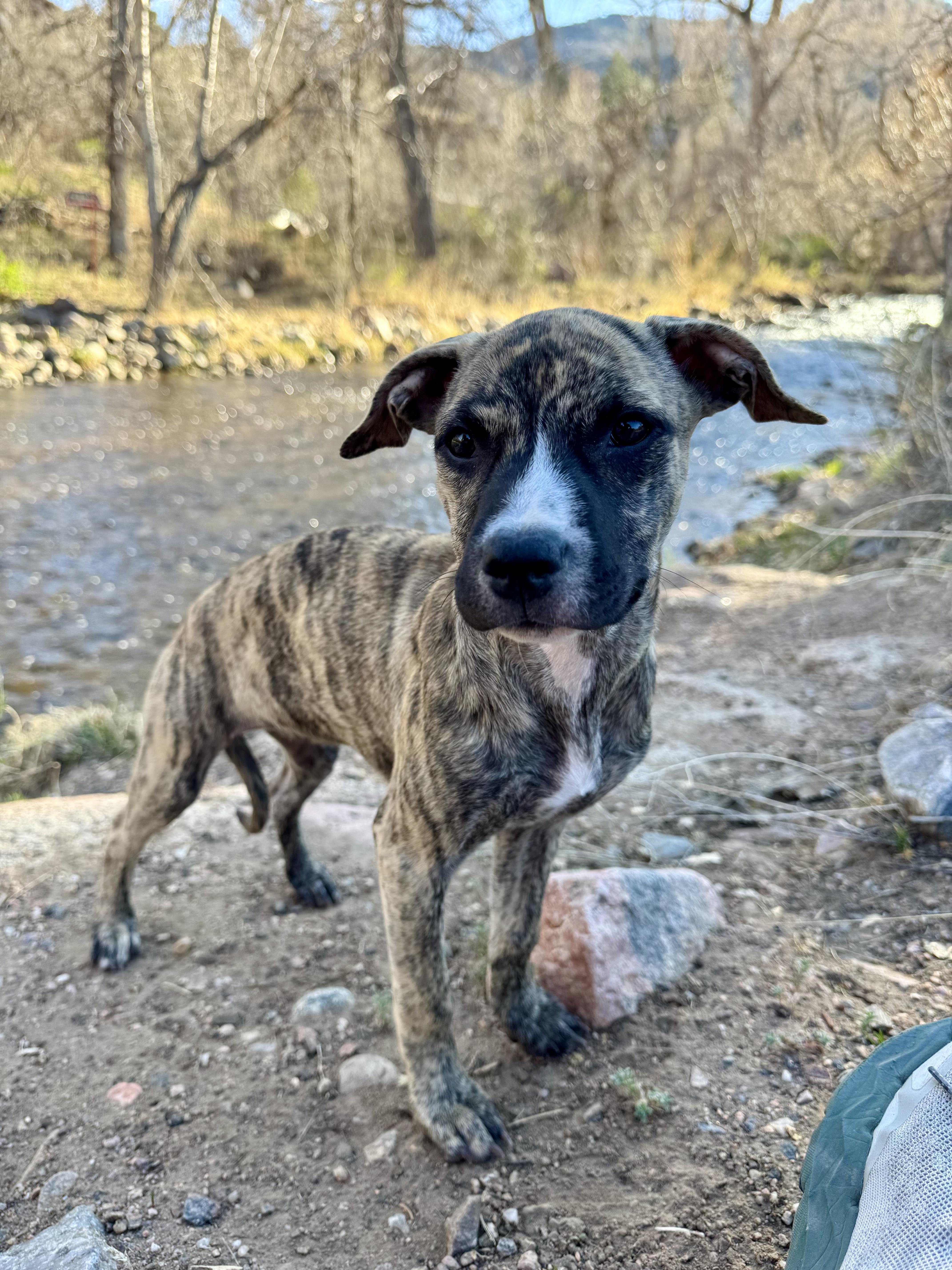 Hurley (Brindlinda), adoptable, Puppy Female Boxer & Labrador Retriever.