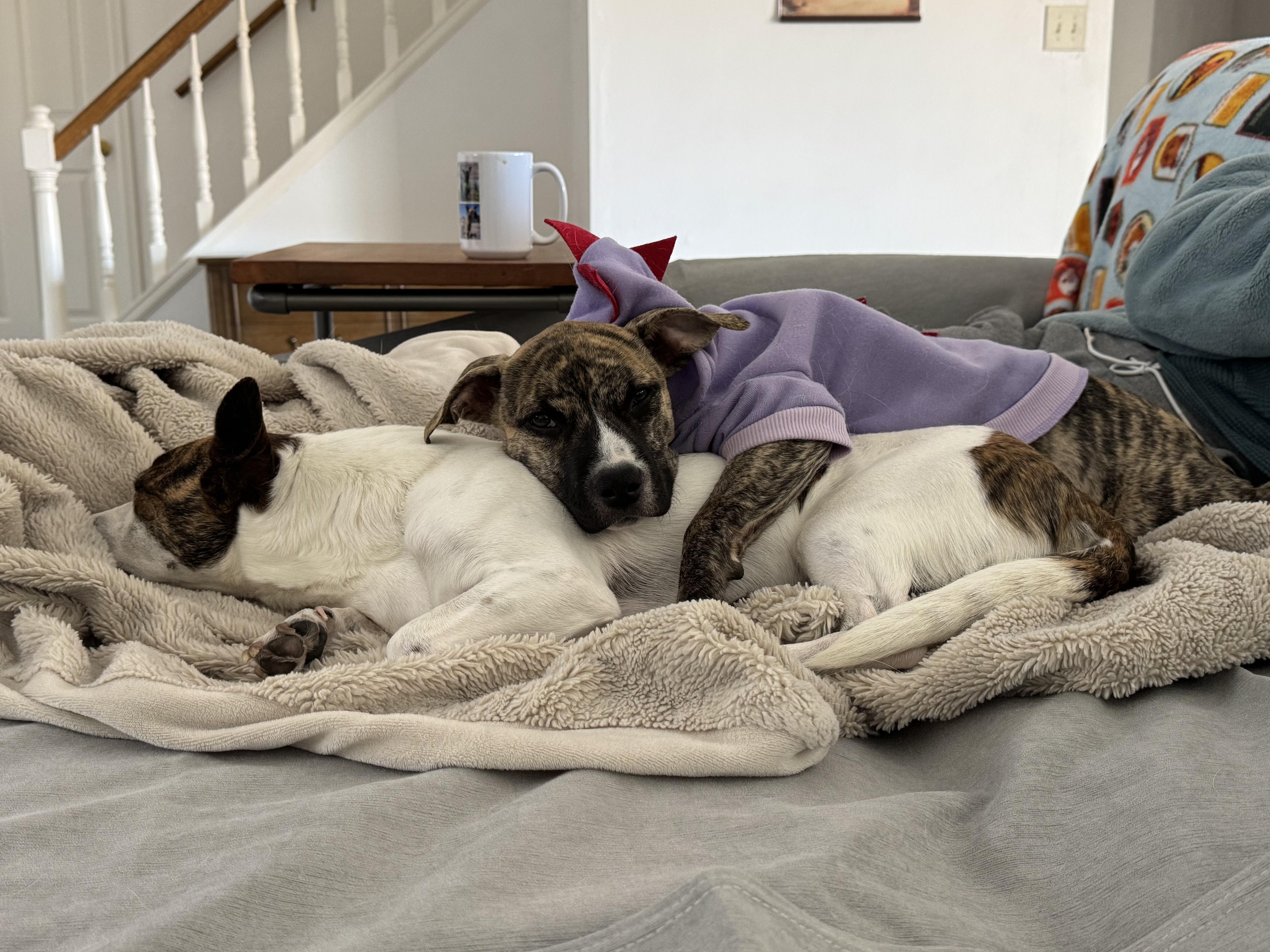 Enlarge Hurley, an adoptable mixed breed in Littleton, CO image 2/6