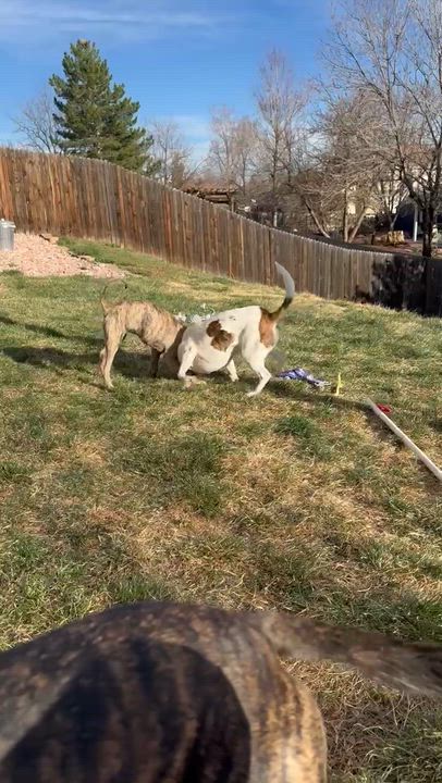 Enlarge Hurley (Brindlinda), an adoptable mixed breed in Littleton, CO video 6/6