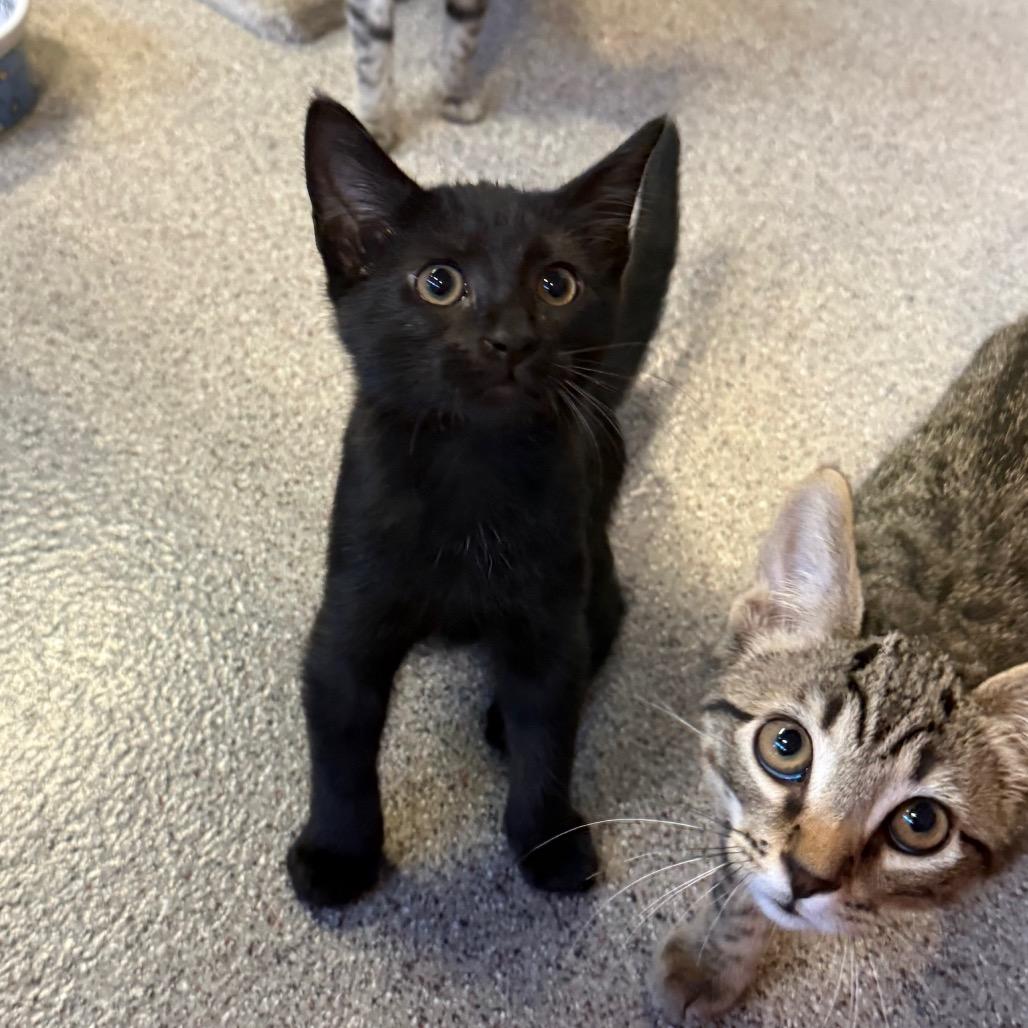 Crocus, Adoptable, Kitten Male Domestic Short Hair.