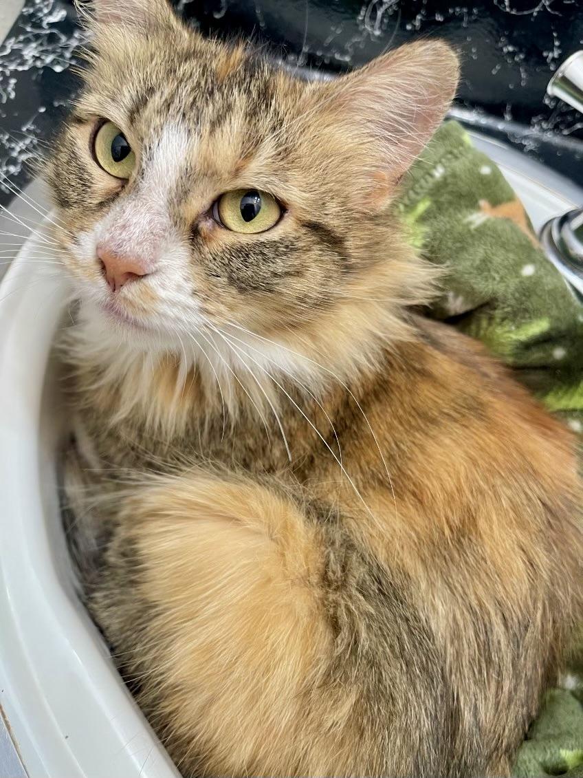 Enlarge Honey (bring me home!), a ADOPTABLE mixed breed in Houston, TX image 4/4