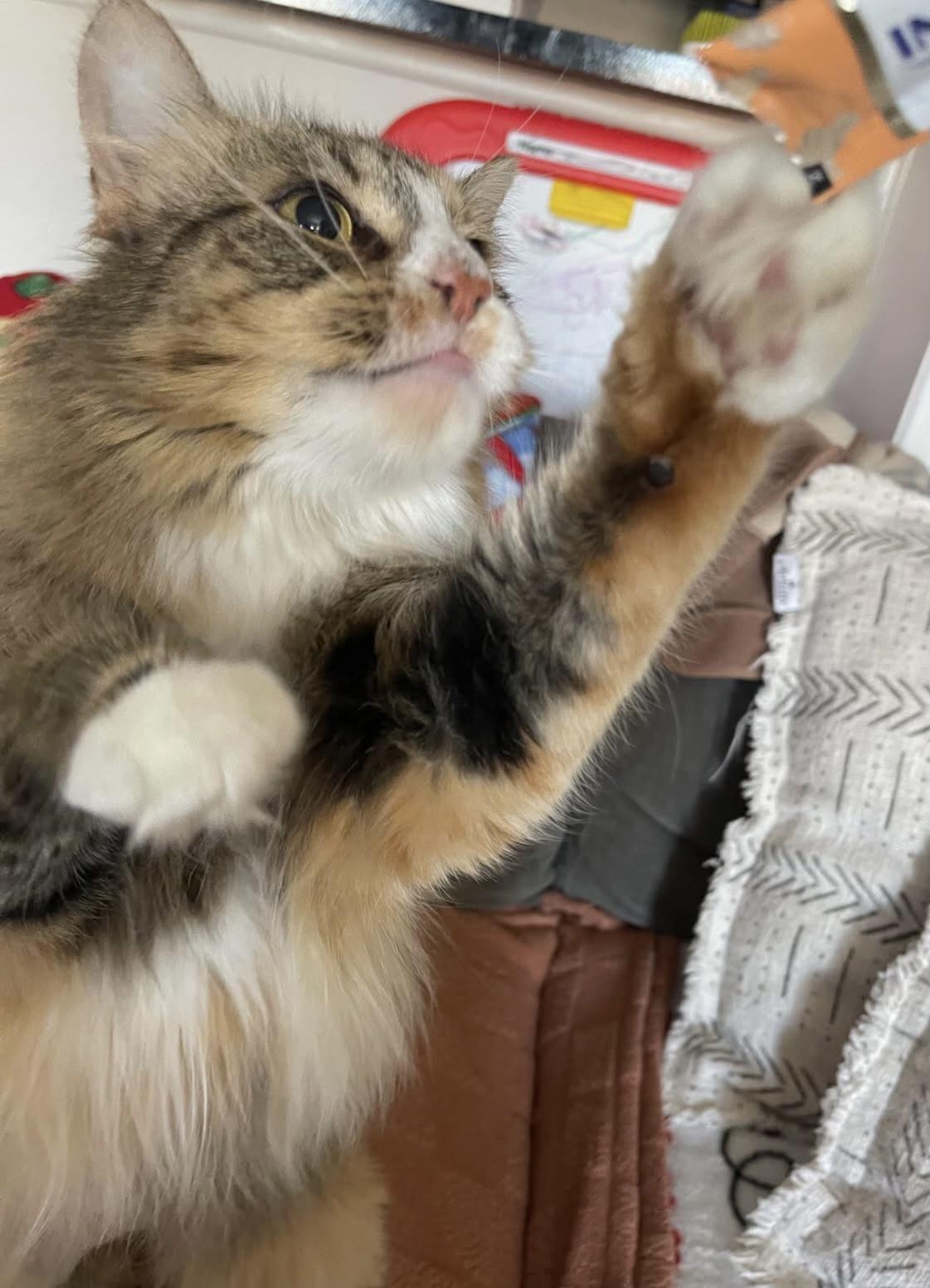 Enlarge Honey (bring me home!), a ADOPTABLE mixed breed in Houston, TX image 3/4