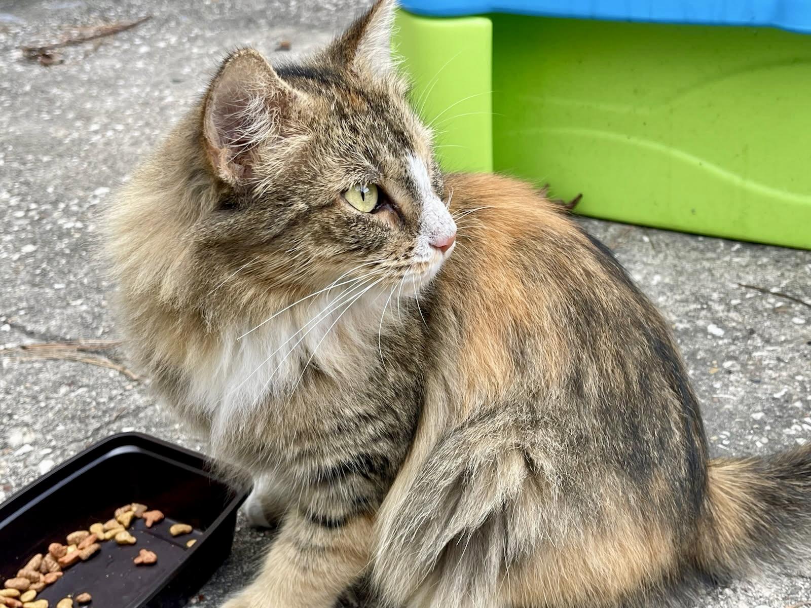 Enlarge Honey (bring me home!), a ADOPTABLE mixed breed in Houston, TX image 2/4