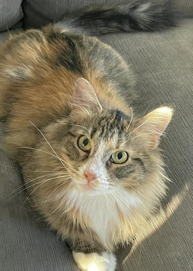 Enlarge Honey (bring me home!), a ADOPTABLE mixed breed in Houston, TX image 1/4