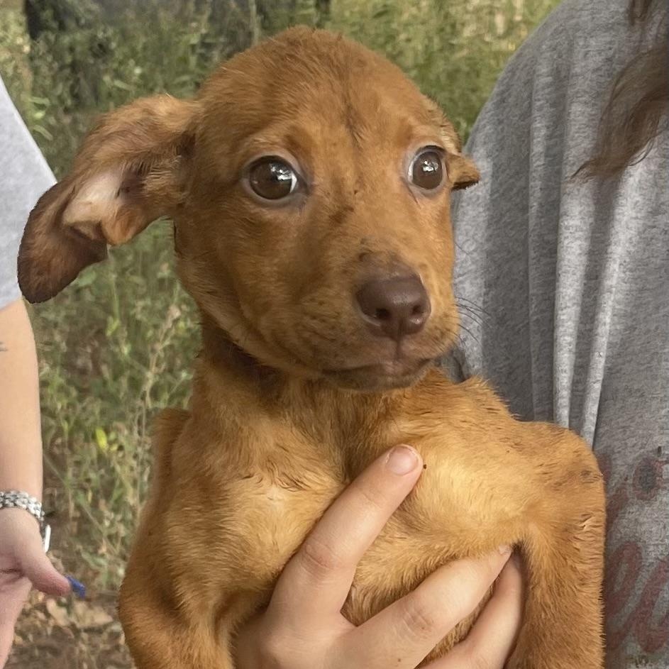 Enlarge Blair Bear, a Adoptable mixed breed in Boulder, CO image 3/3
