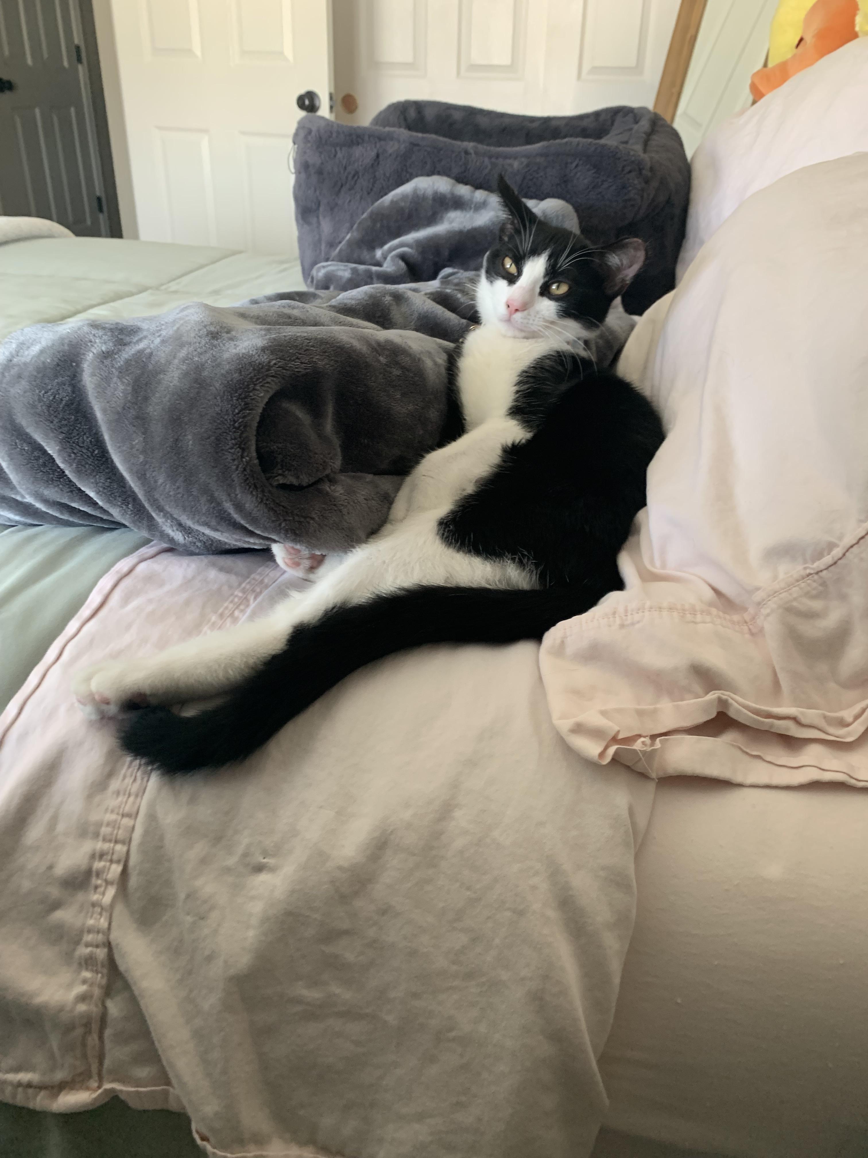 River, an adopted Domestic Short Hair in Winchester, VA image 1/6